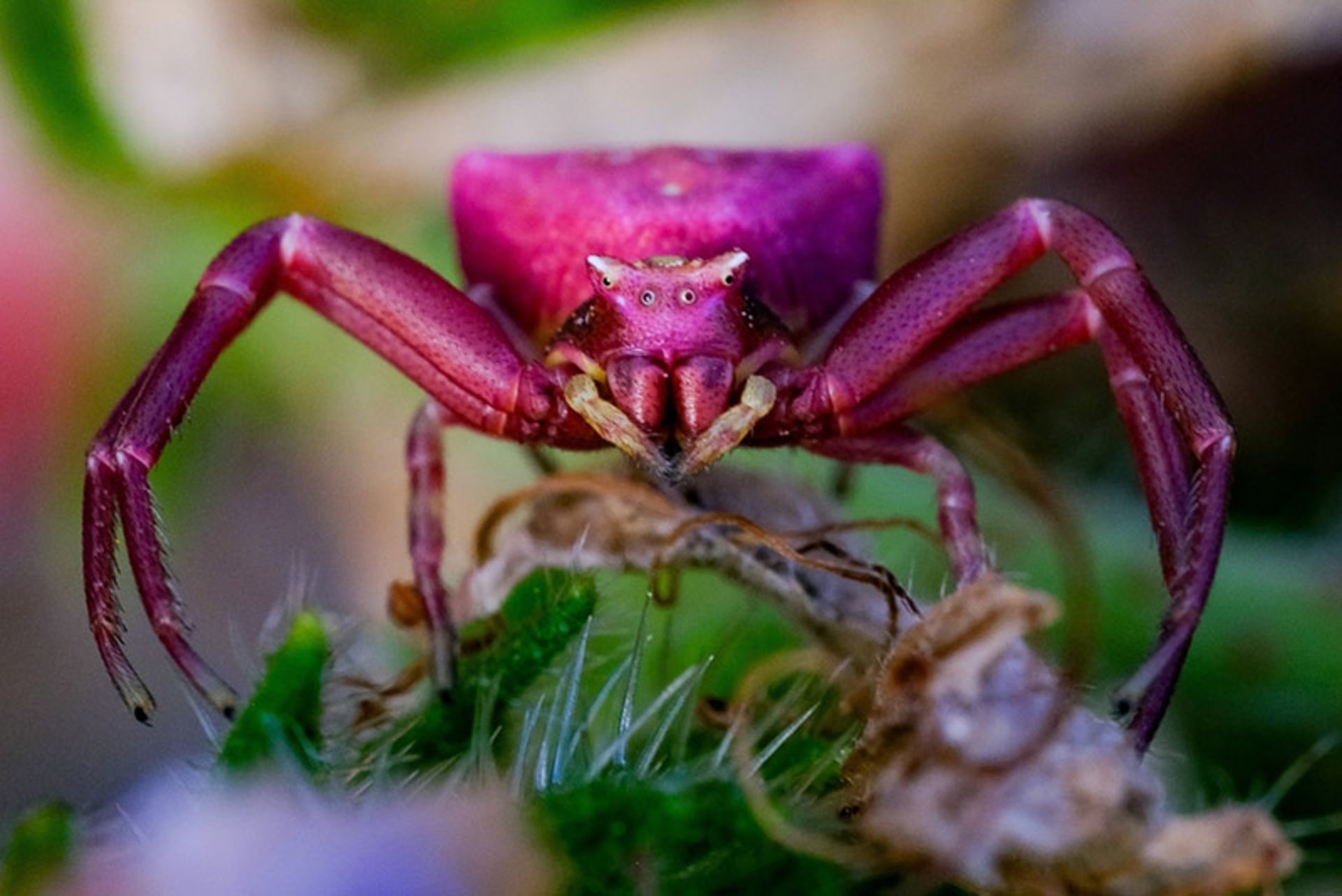 عنکبوت خرچنگی صورتی (Pink Crab Spider)