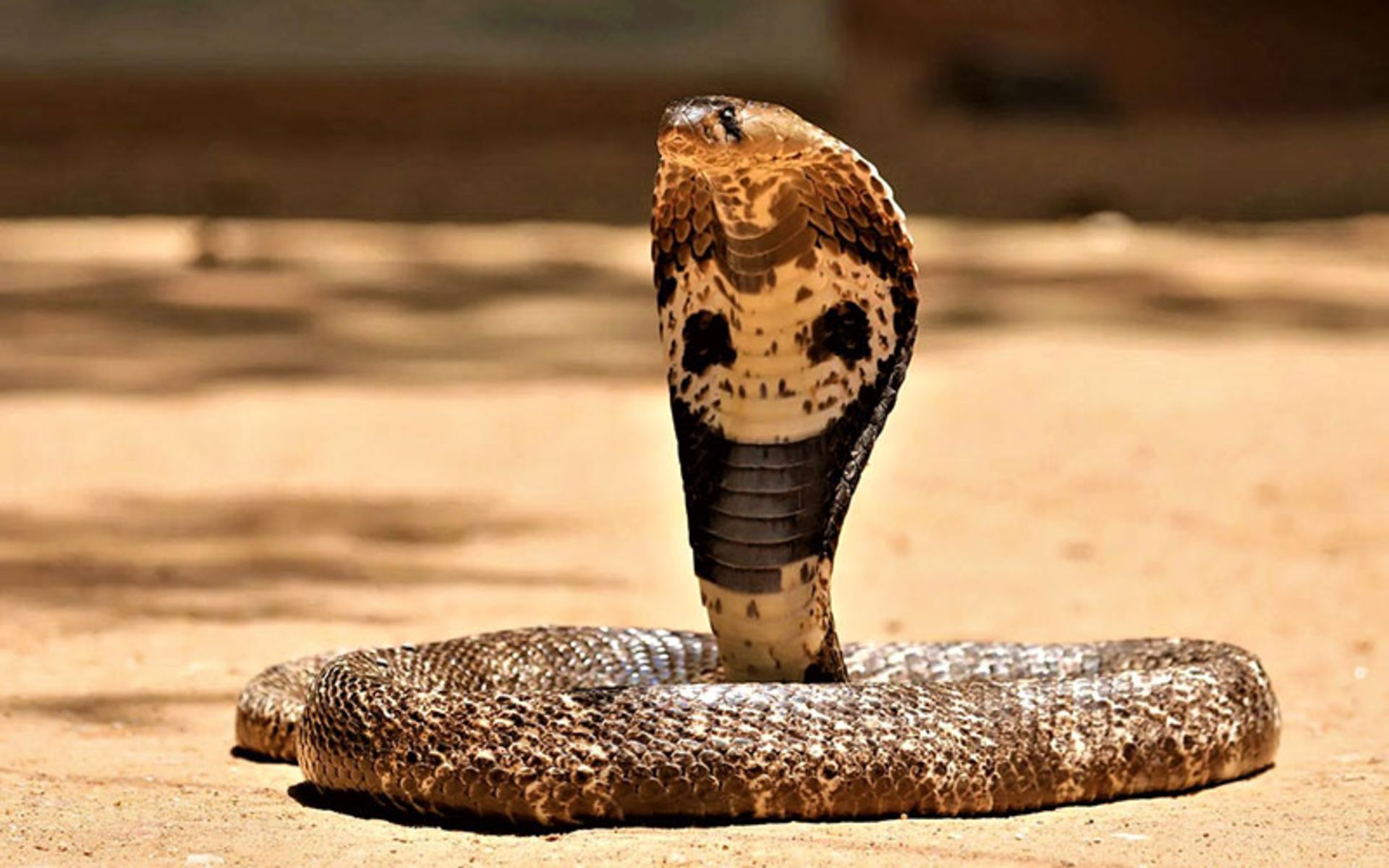 مار کبرا هندی