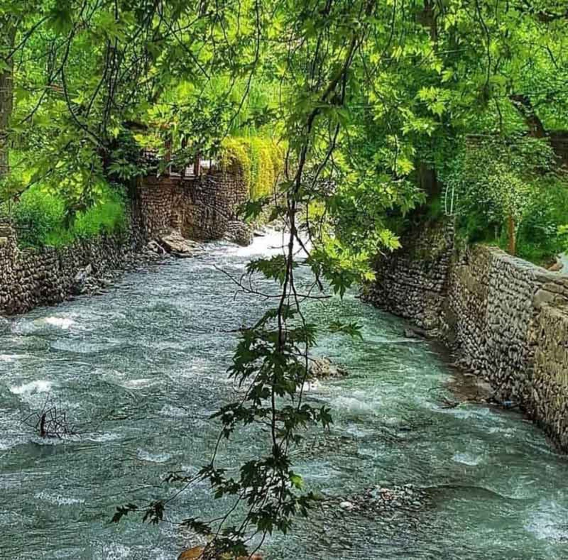 شاخه درخت آویزان روی رودخانه شاهرود در مسیر روستای برغان، باشگاه خبرنگاران جوان، عکاس نامشخص