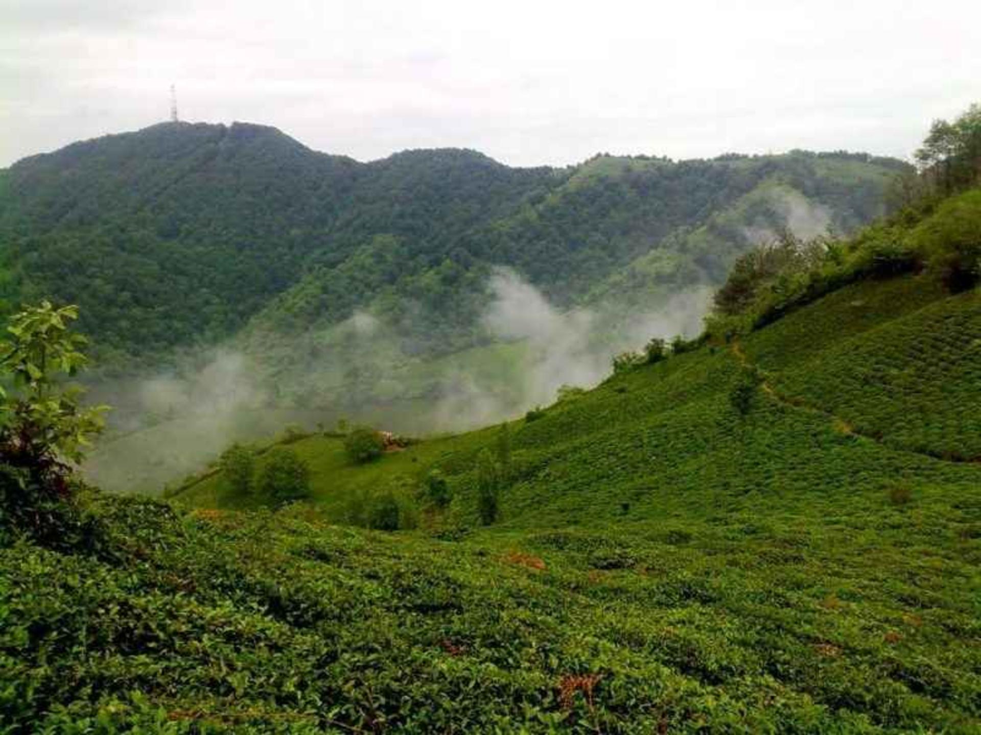 لیلا کوه گوگل مپ