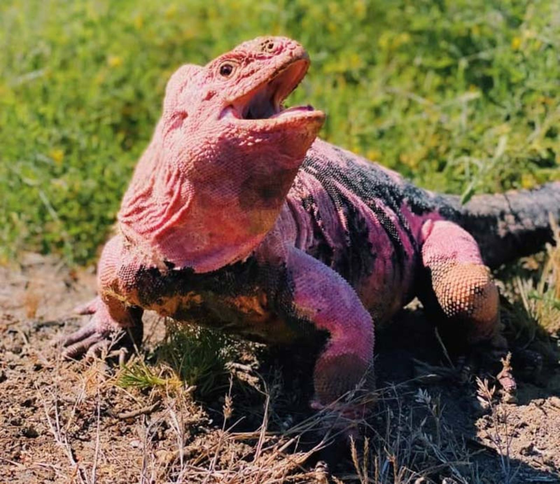 ایگوانای گالاپاگوسی صورتی (Galapagos Pink Land Iguana)