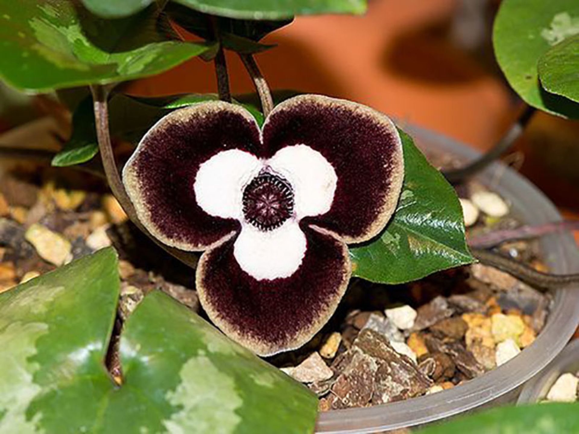 گل صورت پاندا Panda-Face (Asarum-maximum)