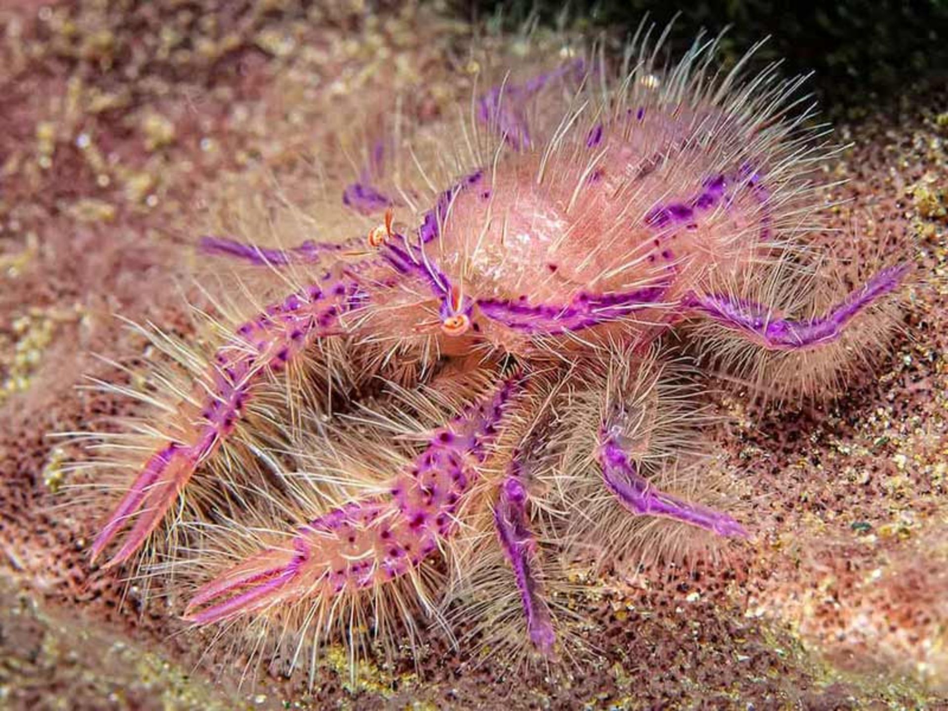 خرچنگ مویی صورتی (Pink-hairy-squat-lobster)