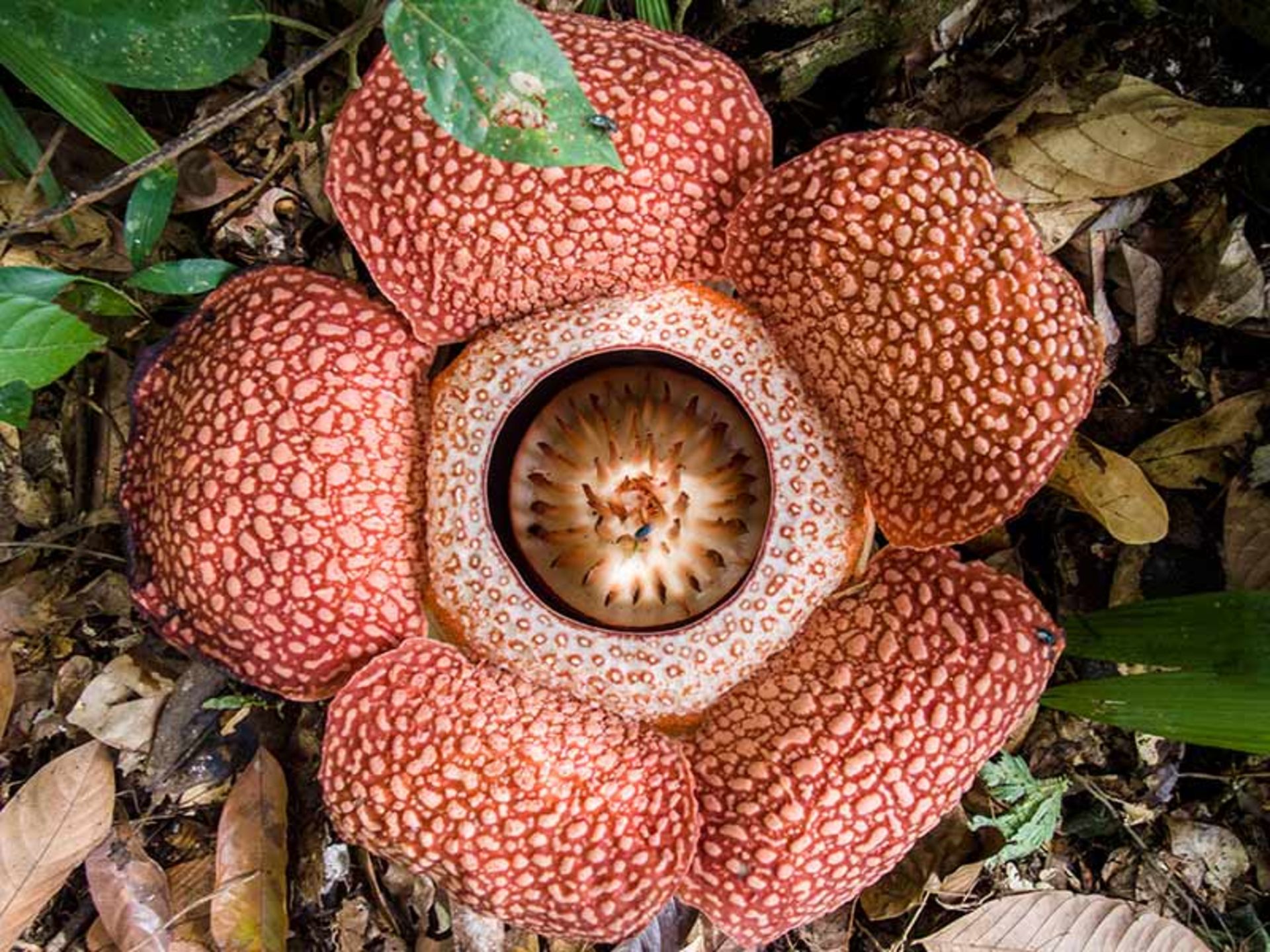 گونه ای جنگلی از گل رافلزیا Corpse-Flower-(Rafflesia-keithii)