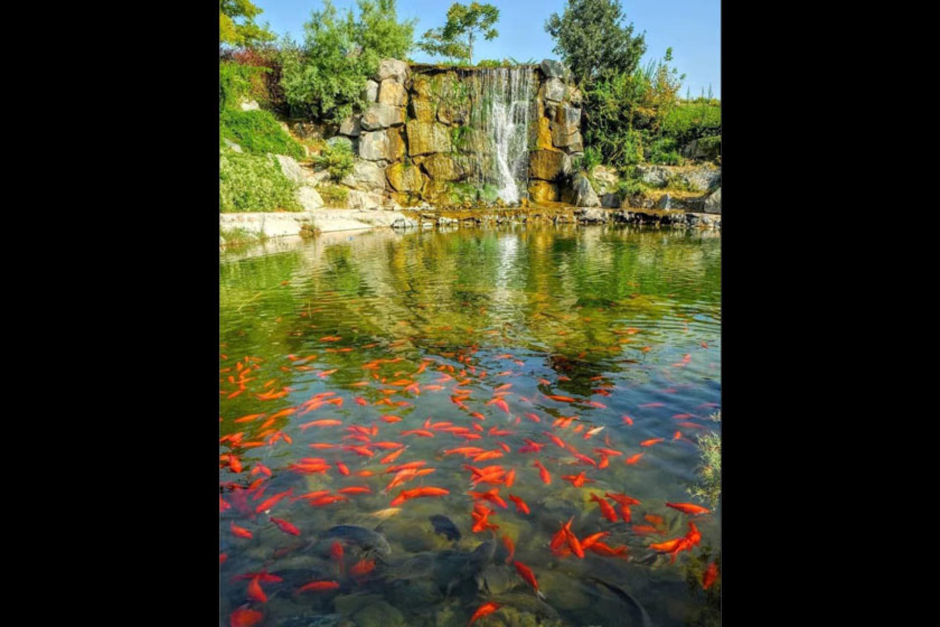 برکه ماهی‌های زینتی باغ مشهد