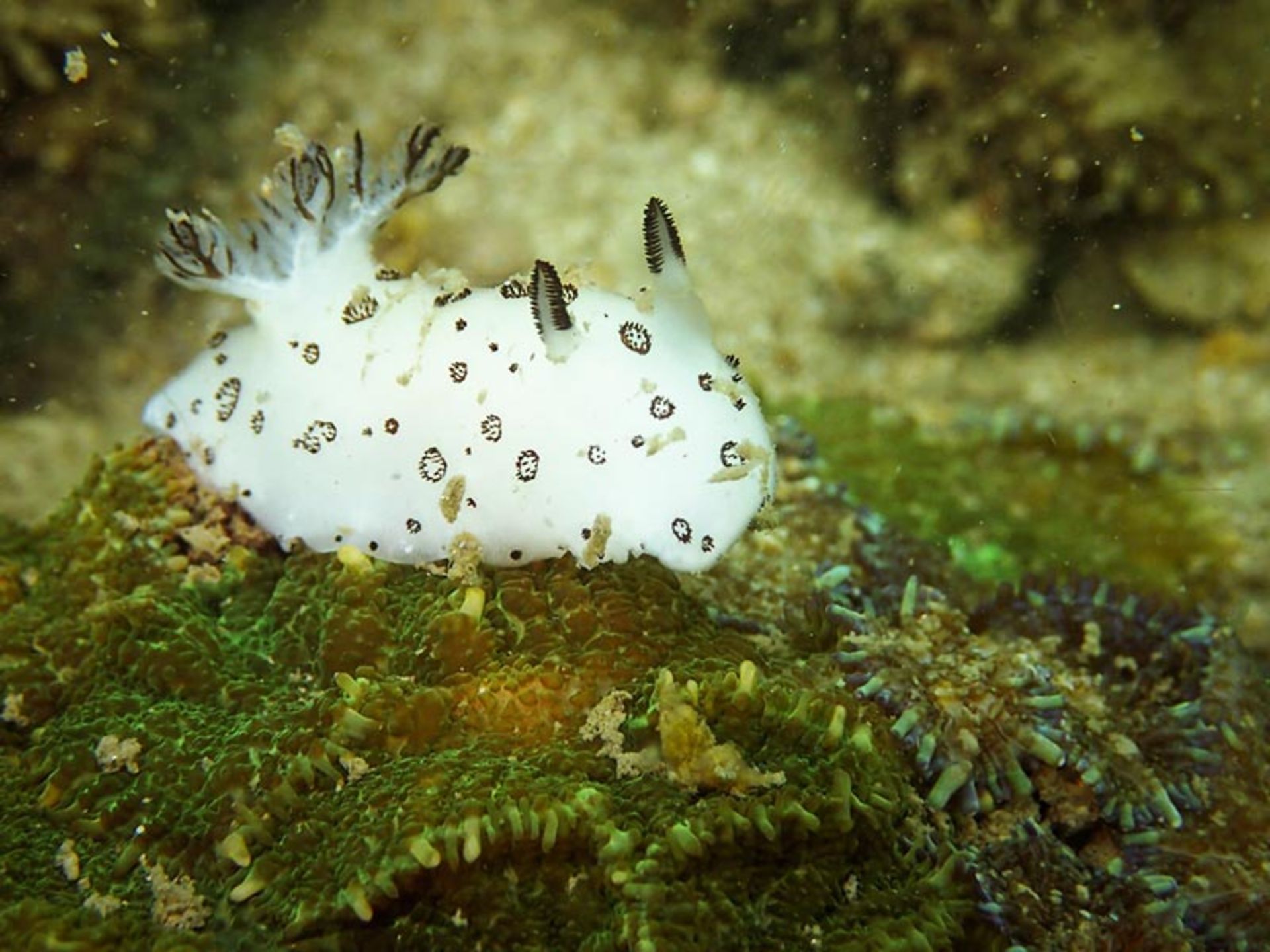 خرگوش دریایی یا sea bunny
