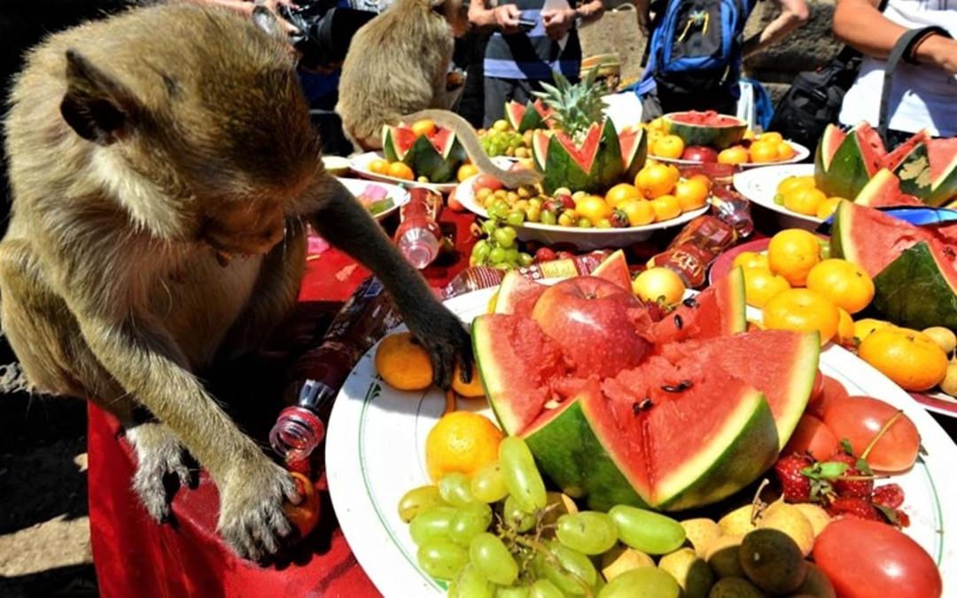 انواع میوه در جشنواره میمون‌ لوپبوری
