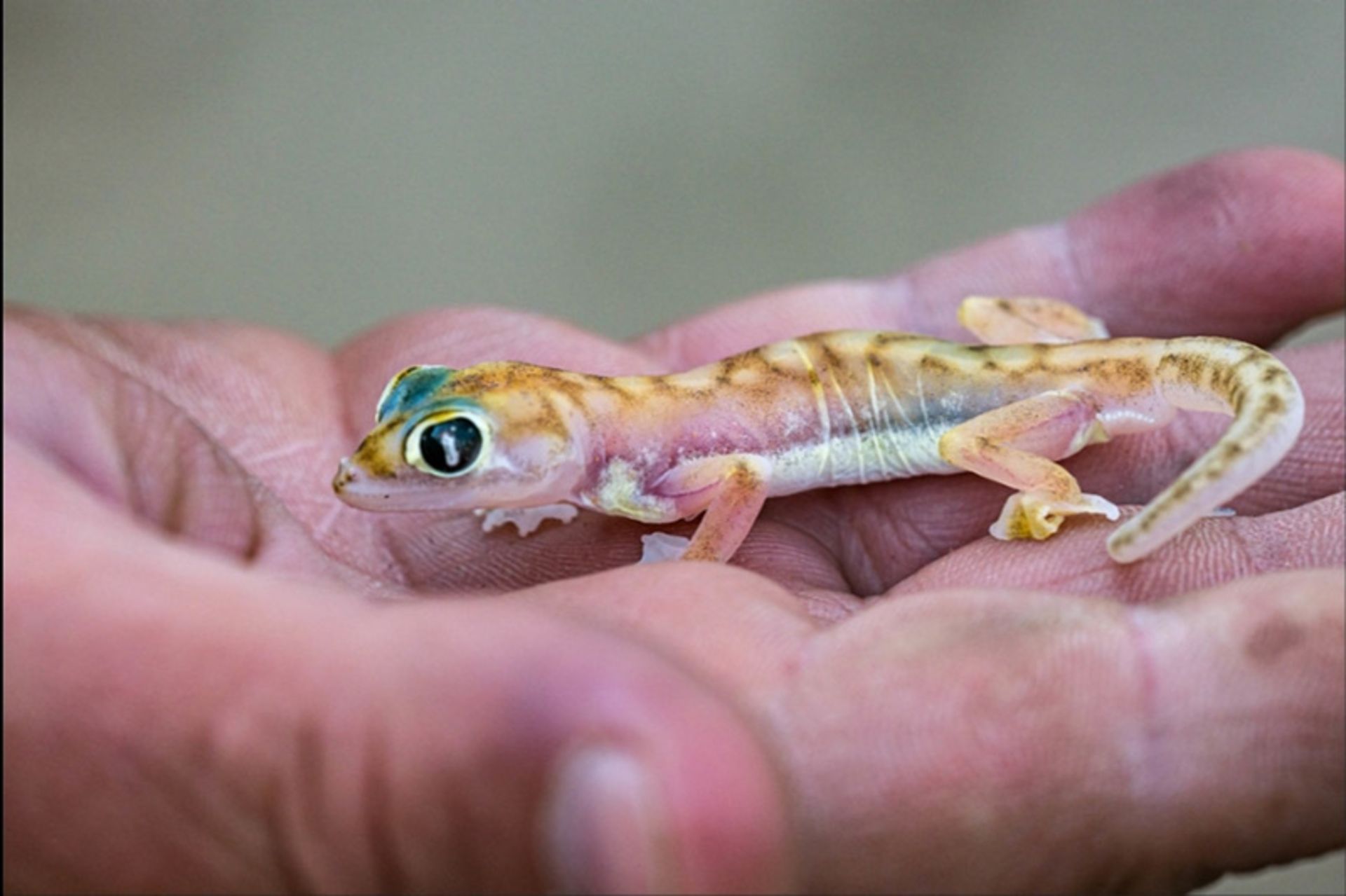 مارمولک صورتی (Web-Footed Gecko)
