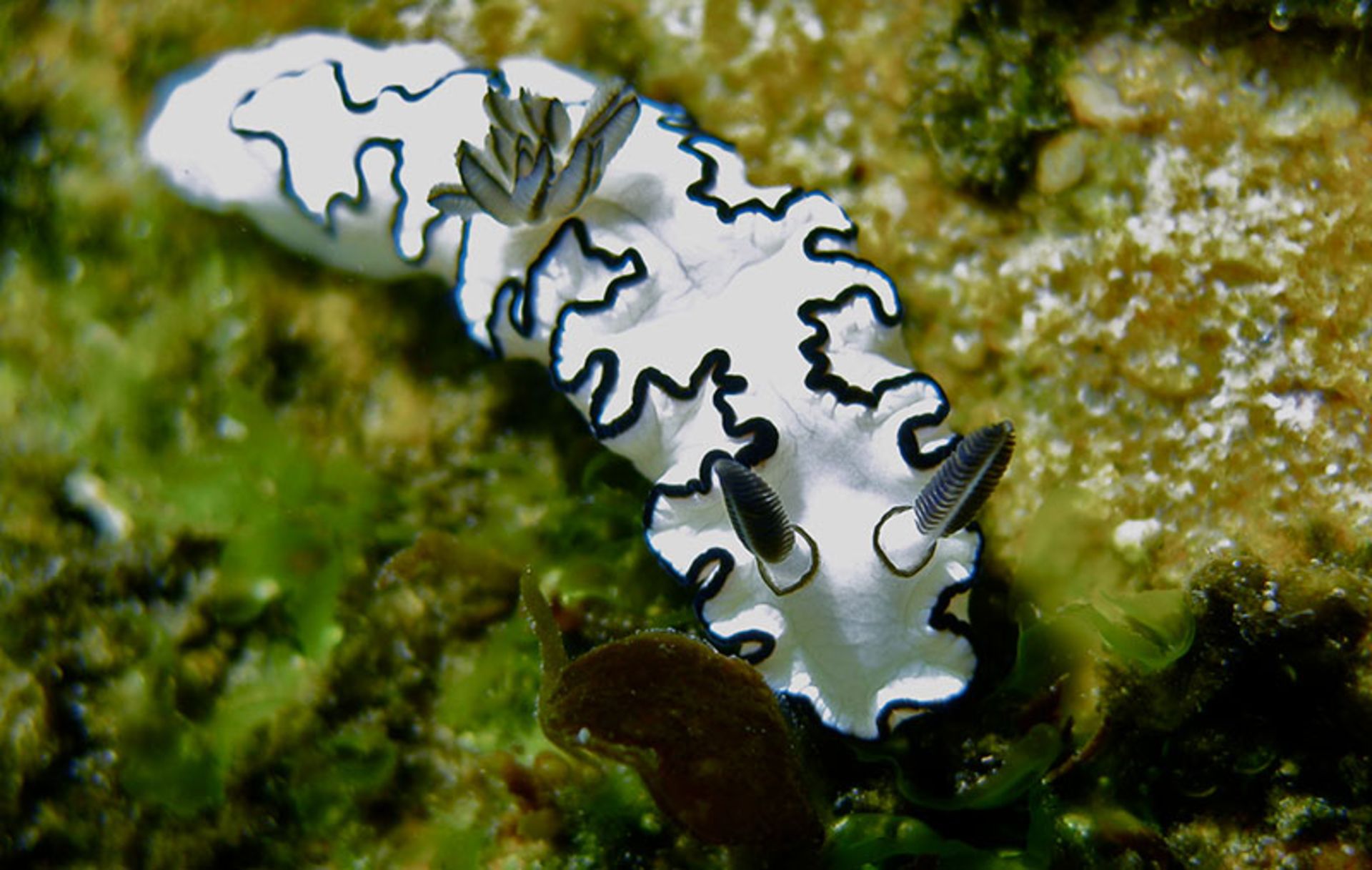 لیسه‌ای سفید رنگ به نام Glossodoris-Atromarginata