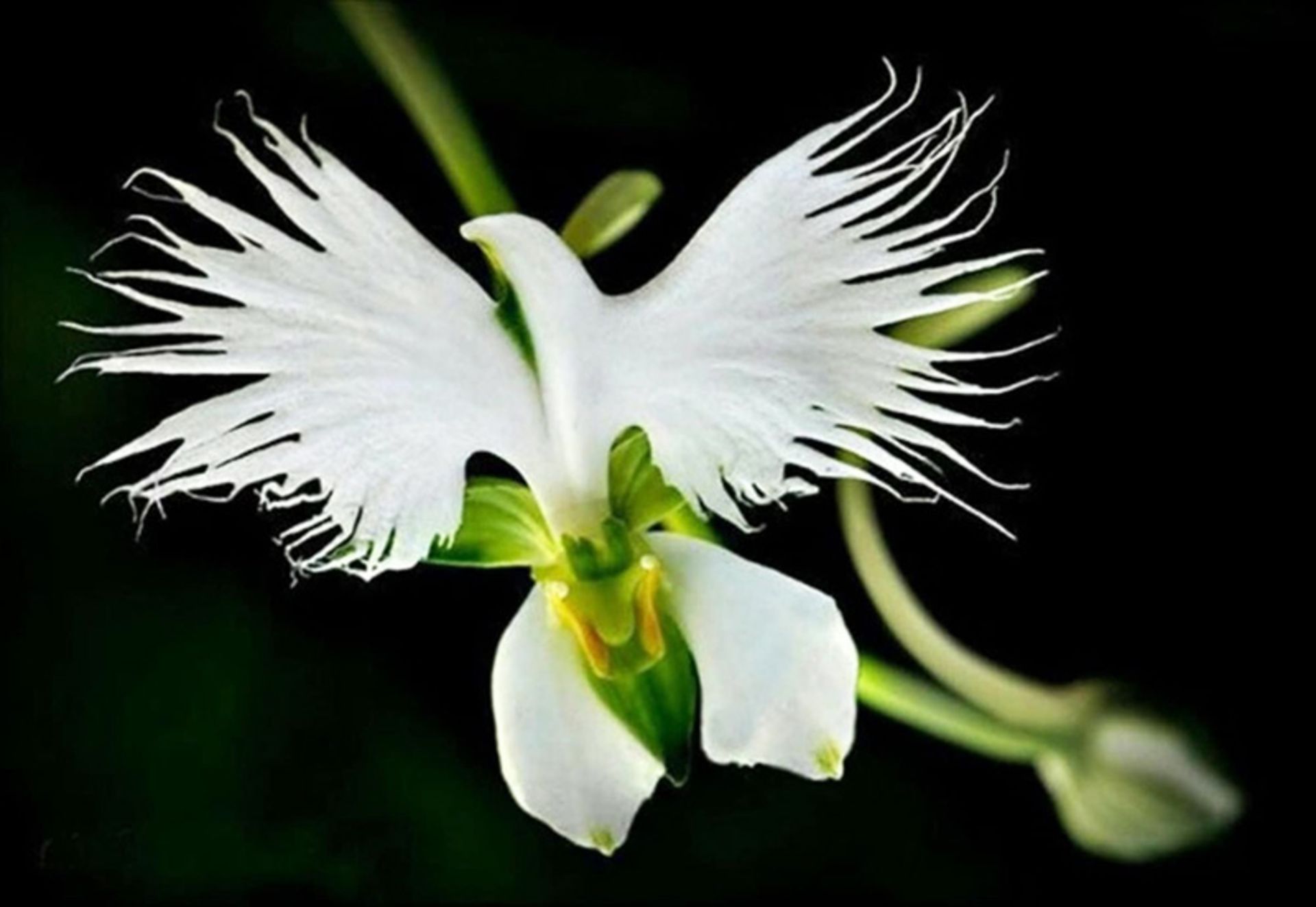 ارکیده کبوتر سفید (White Egret orchid)