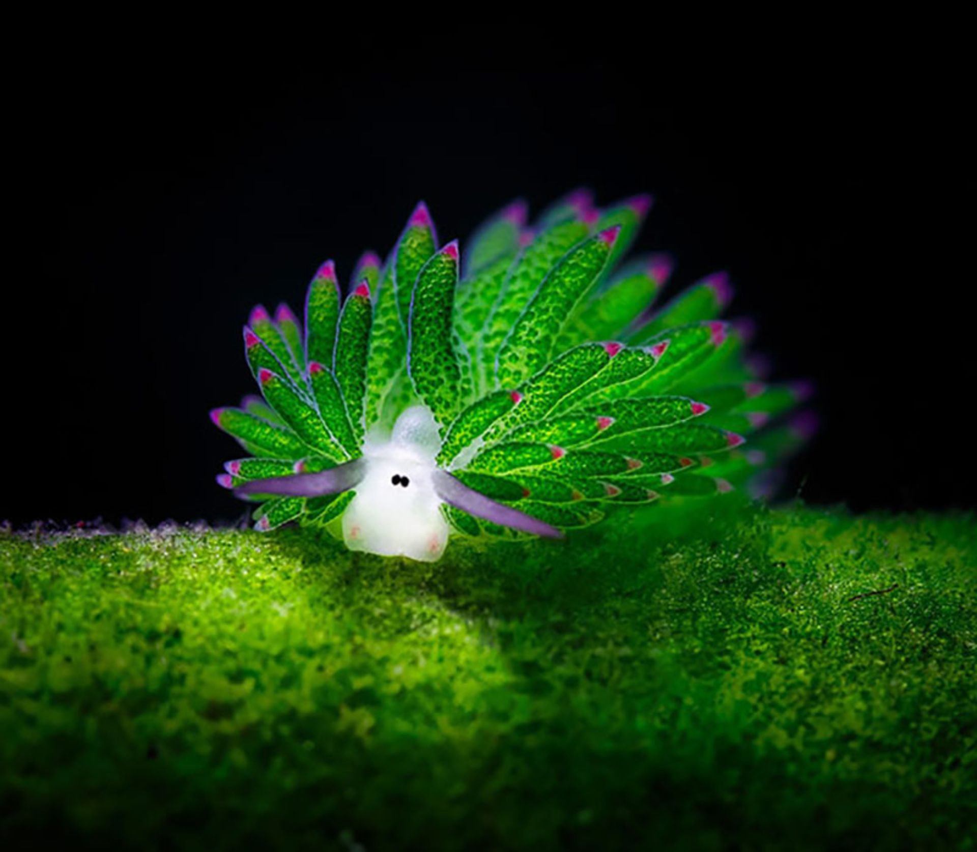 گوسفند دریایی (Leaf Sheep)