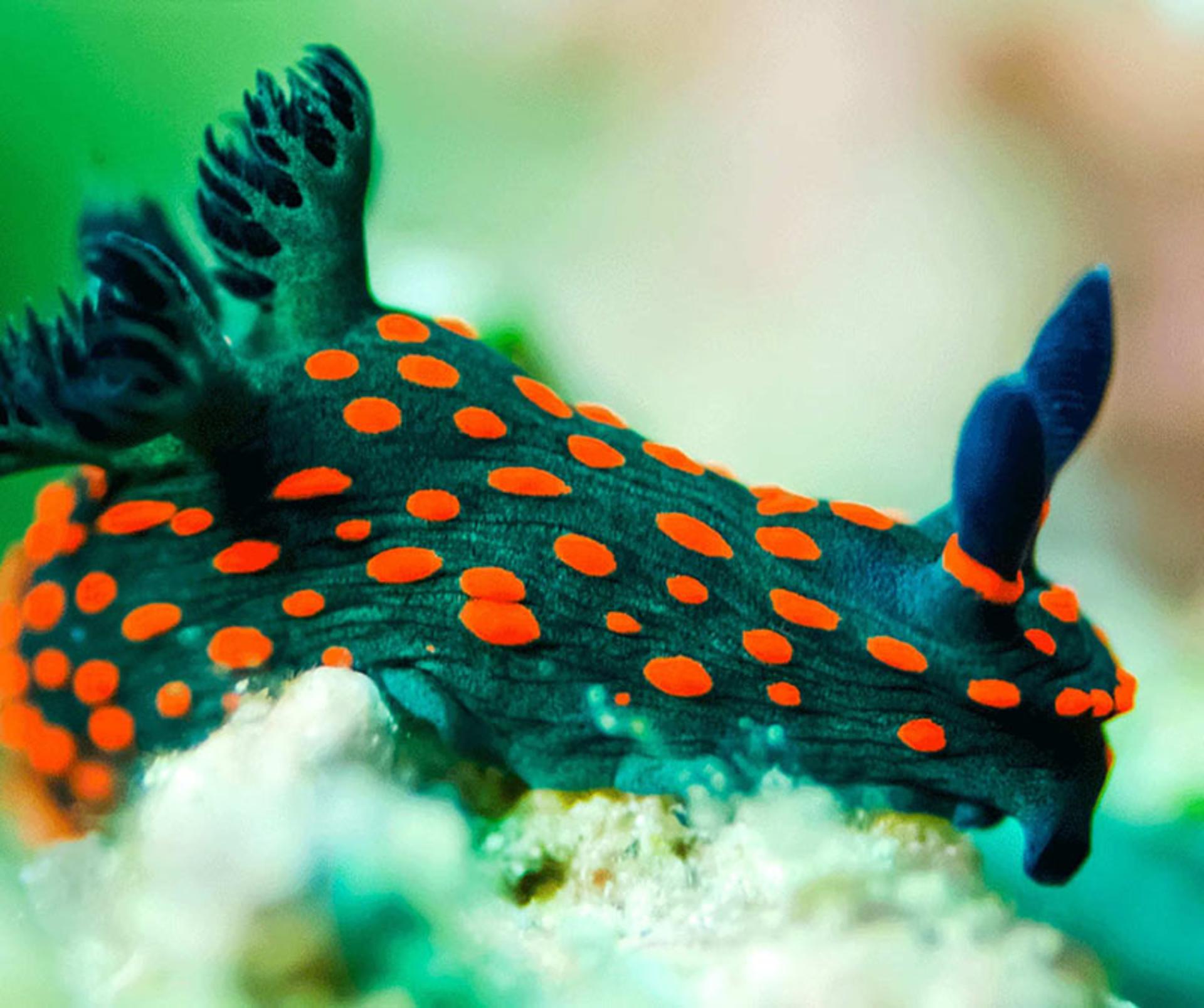 آبزی خالداری به نام nudibranch 