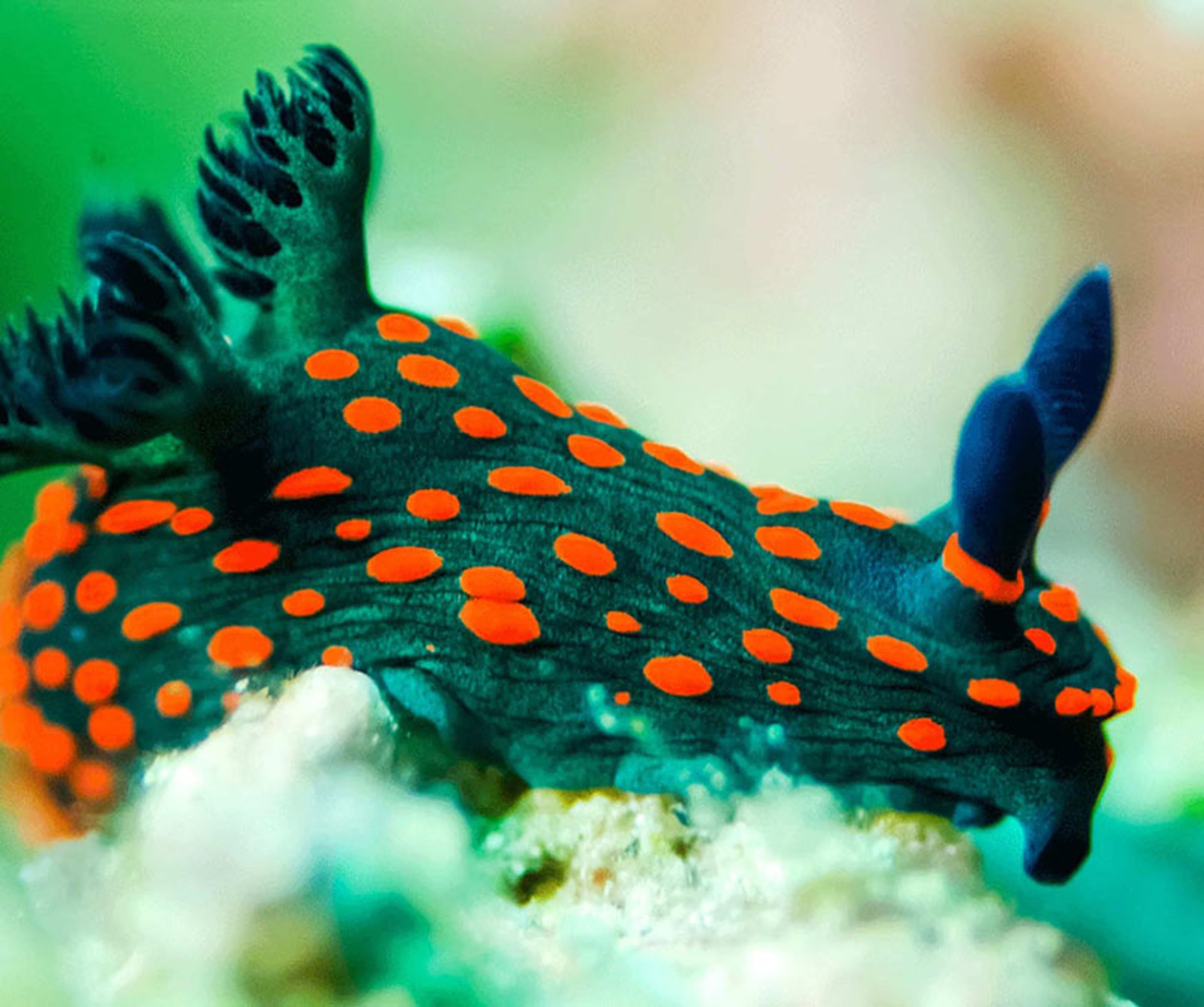 آبزی خالداری به نام nudibranch 