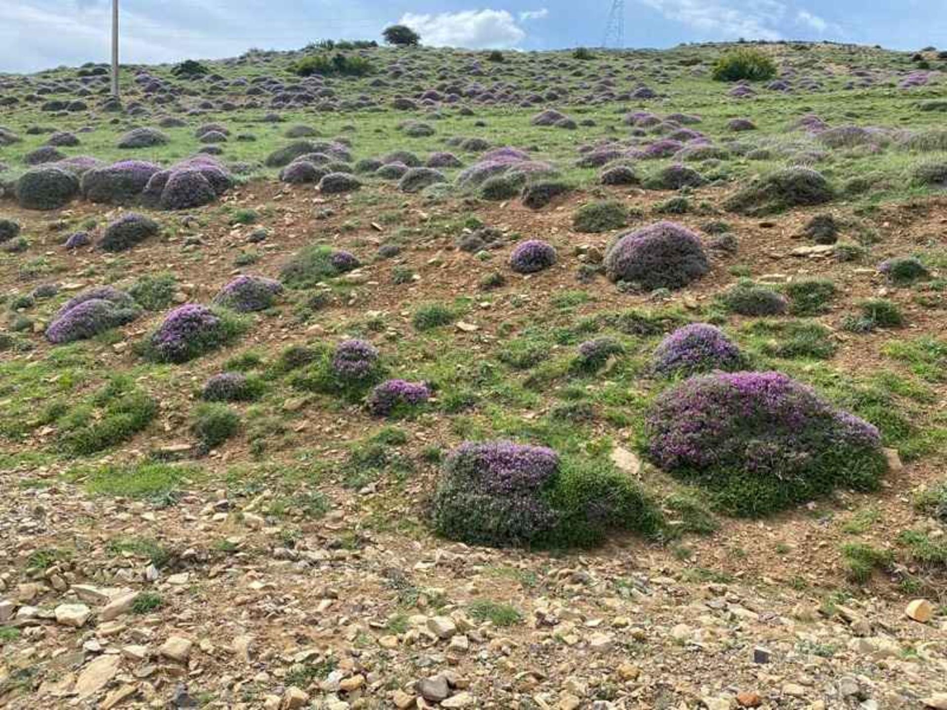 روستای داماش گوگل مپ مانی نمکچیان