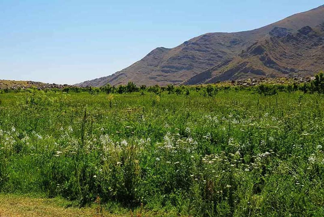 دشت هویج پوشیده از سبزه در دامنه کوهستان، ایرانگرد، عکاس نامشخص