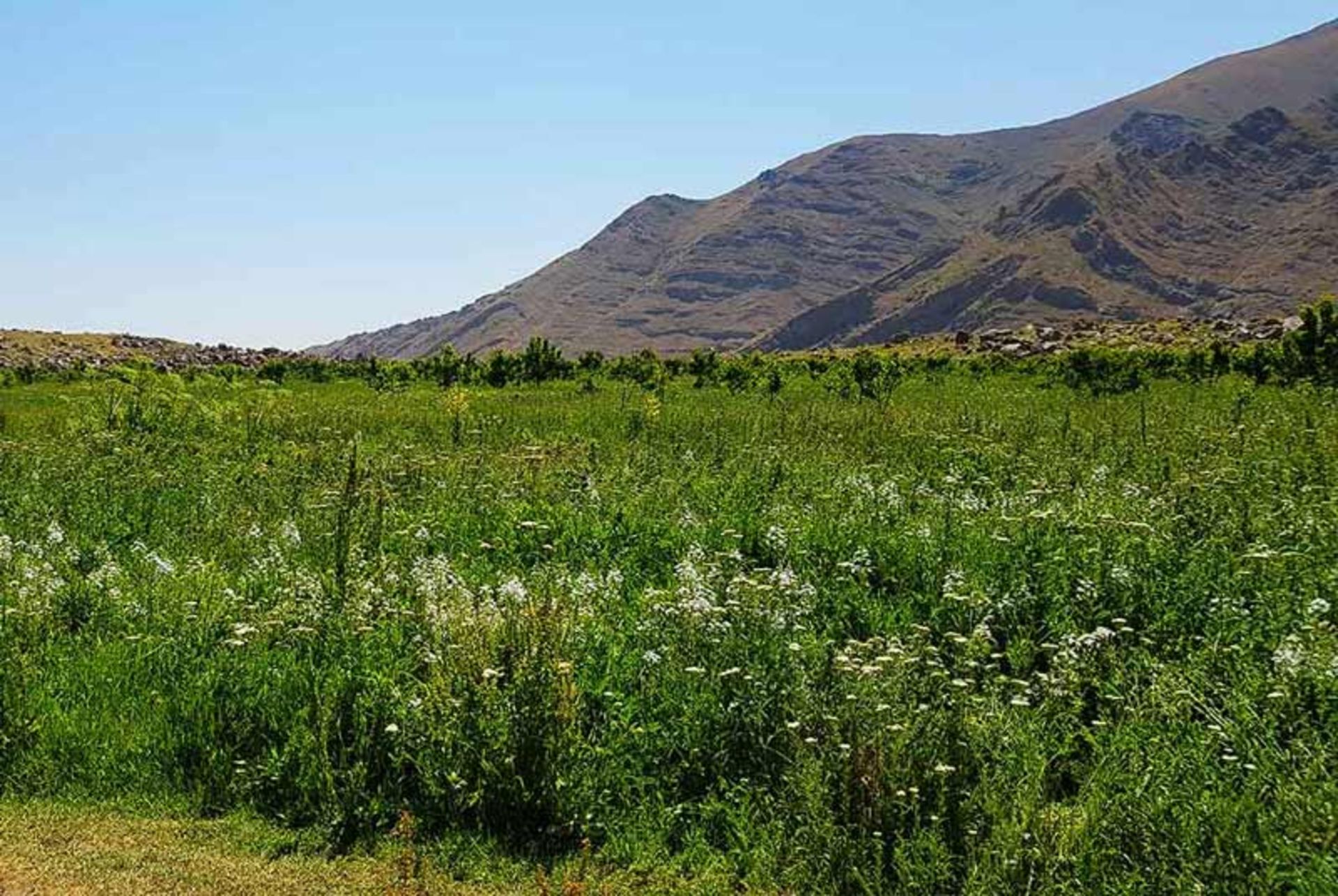 دشت هویج پوشیده از سبزه در دامنه کوهستان، ایرانگرد، عکاس نامشخص