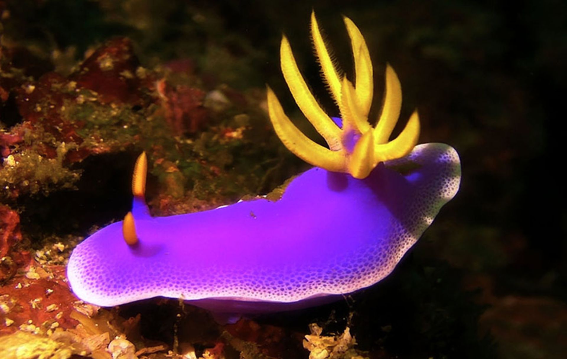 نوعی حلزون دریایی بنفش به نام Hypselodoris-Apolegma