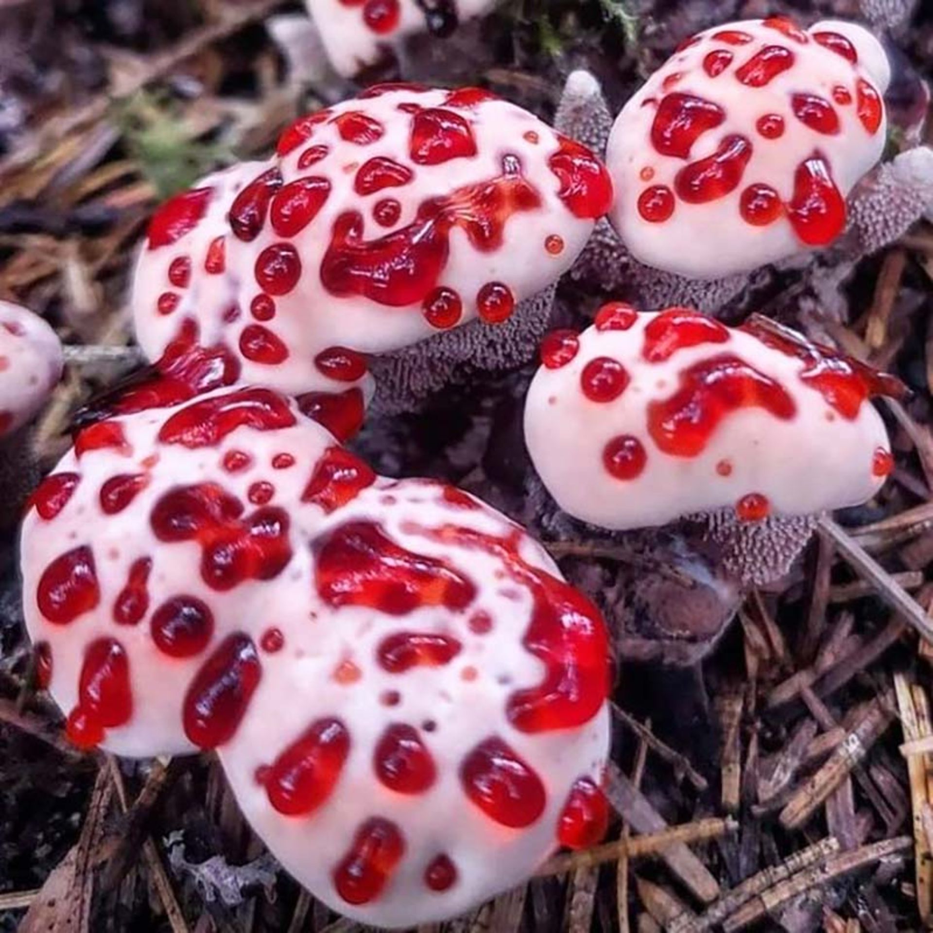قارچ دندان خونی یا دندان شیطان Devil’s Tooth (Hydnellum Peckii) 