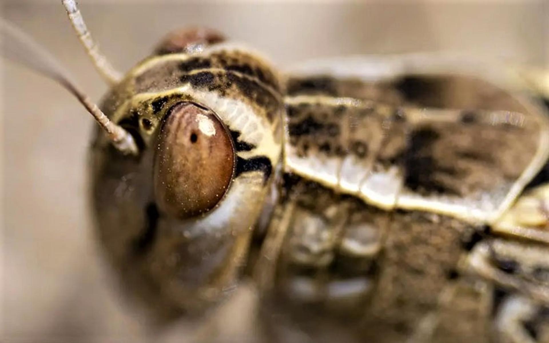 پرتره آخوندک