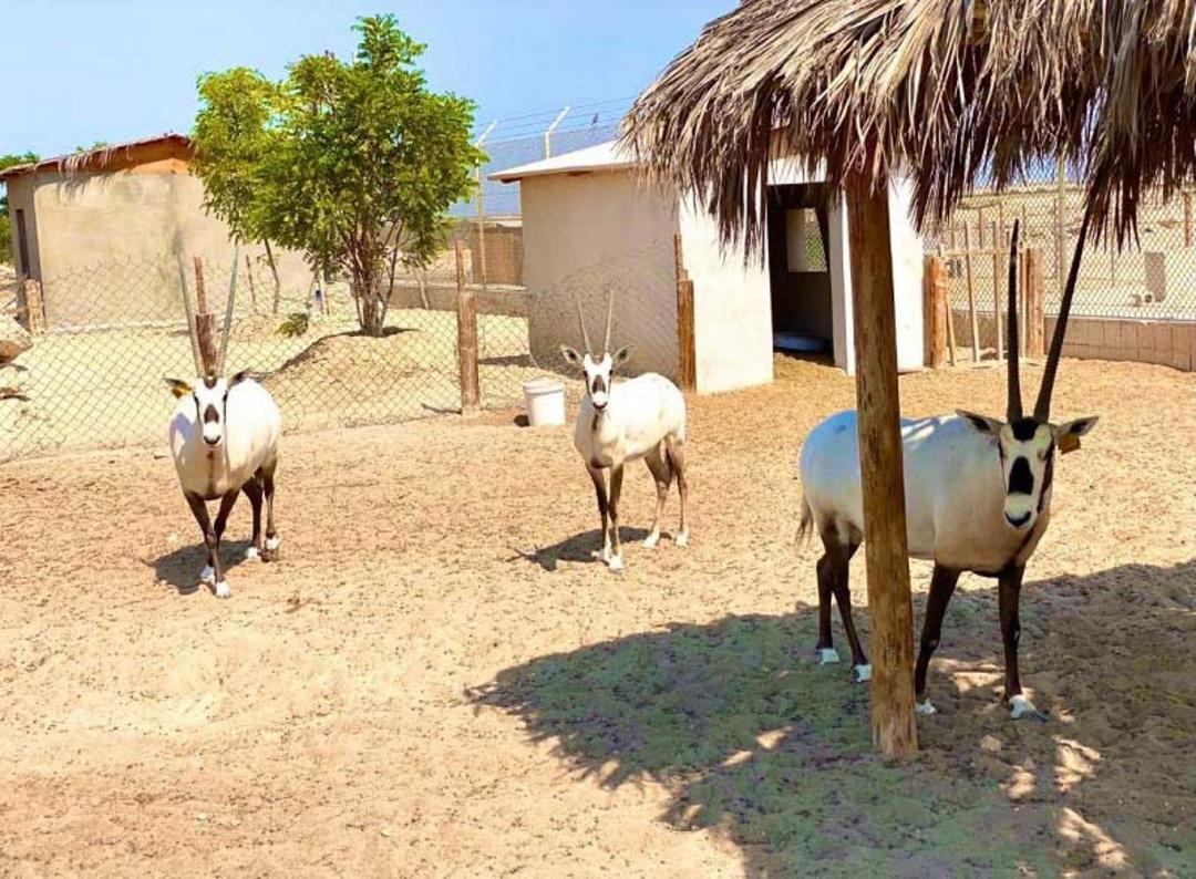منطقه حفاظت‌شده الشوعه (Al Shuaa Reserve)؛ منبع عکس: iloveqatar.net؛ عکاس: ناشناس