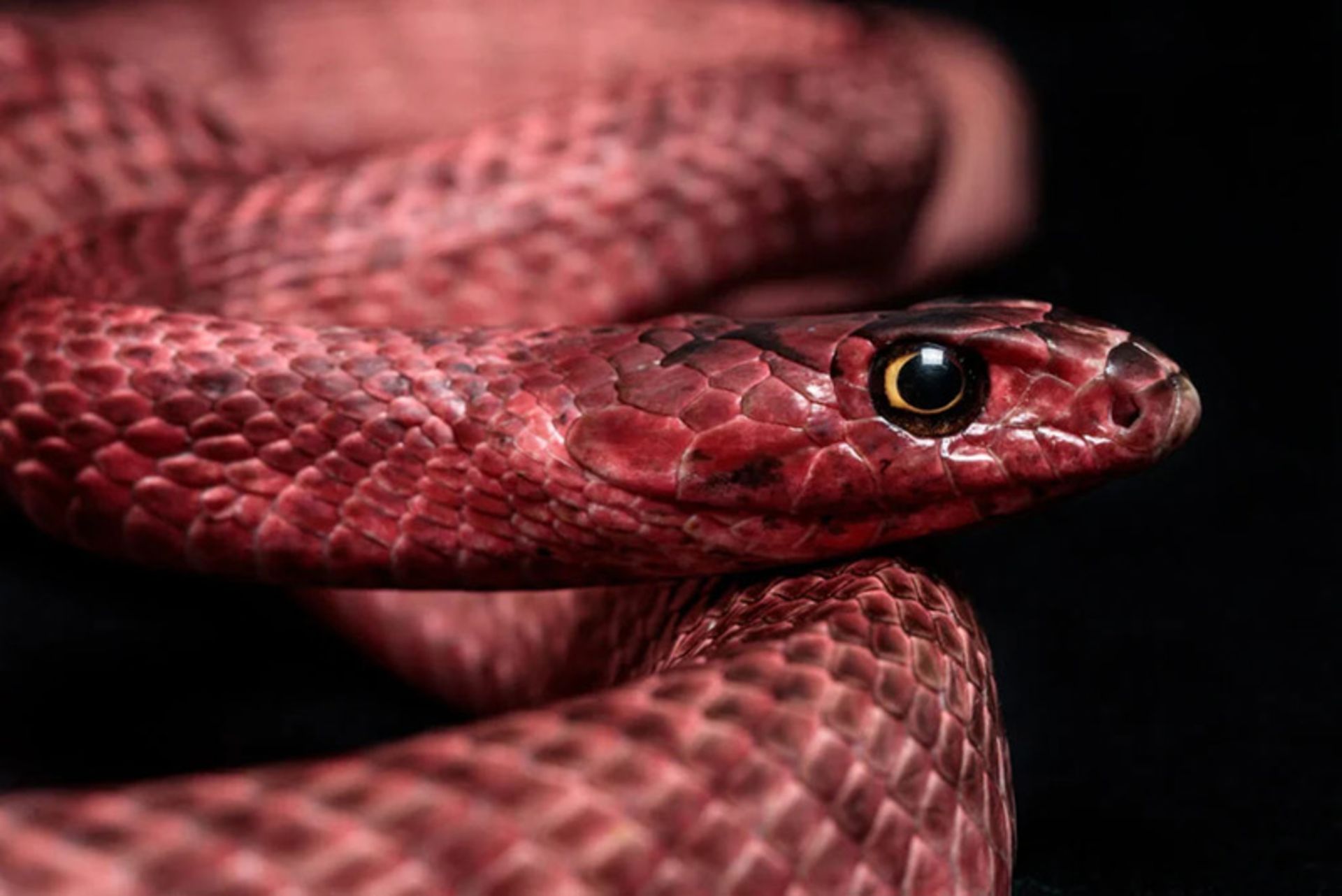 مار صورتی (Sonoran Coachwhip)