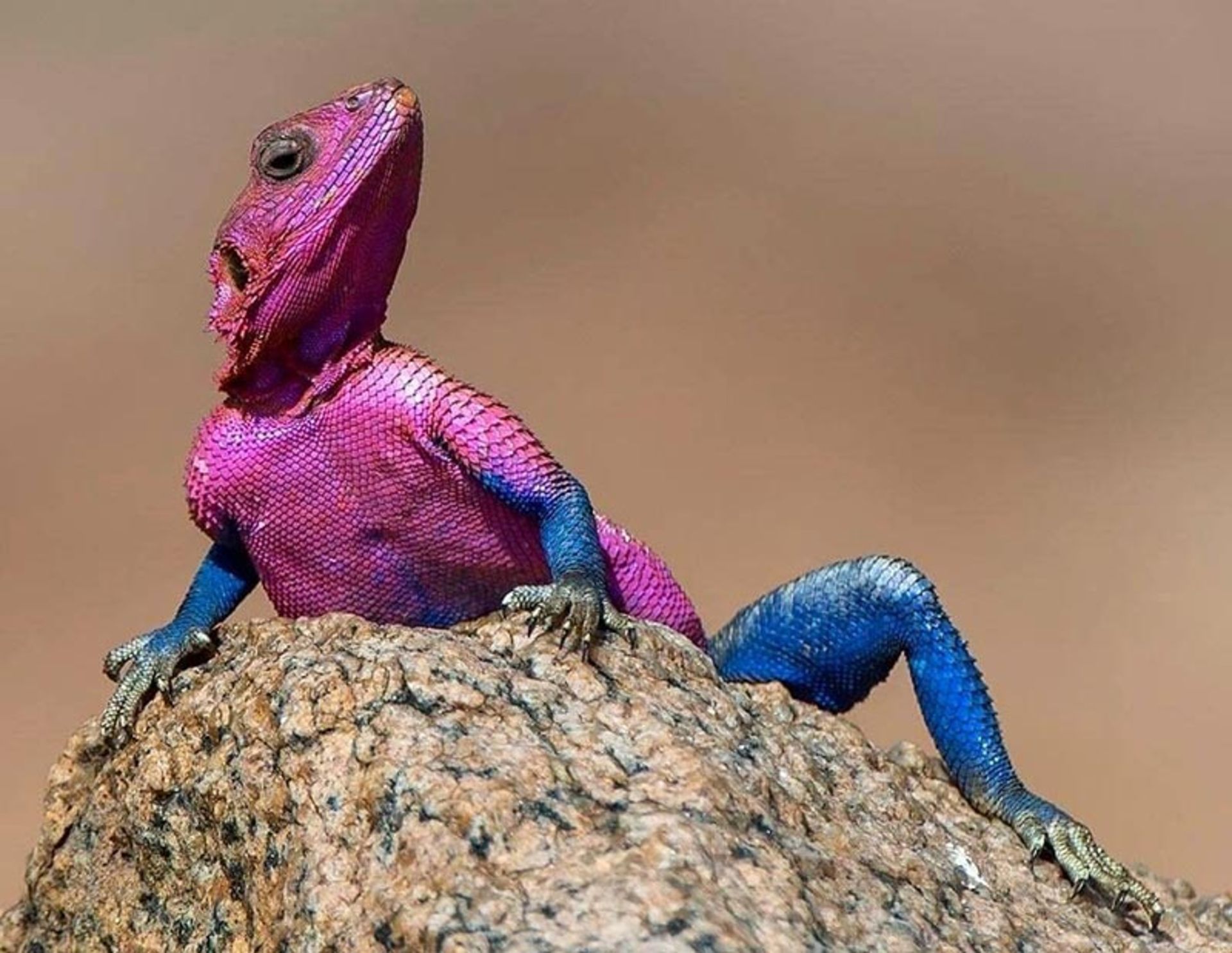مارمولک مرد عنکبوتی صورتی (Mwanza flat-headed rock agama)