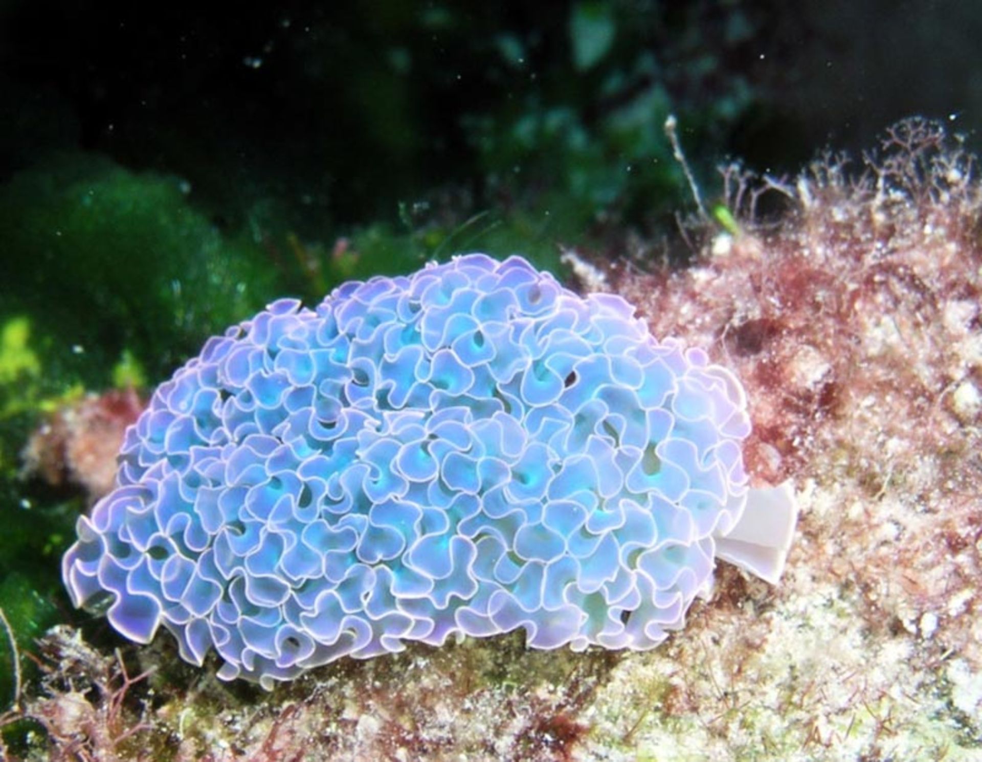 حلزون کاهویی (Elysia crispata) از نمای پشت بدن