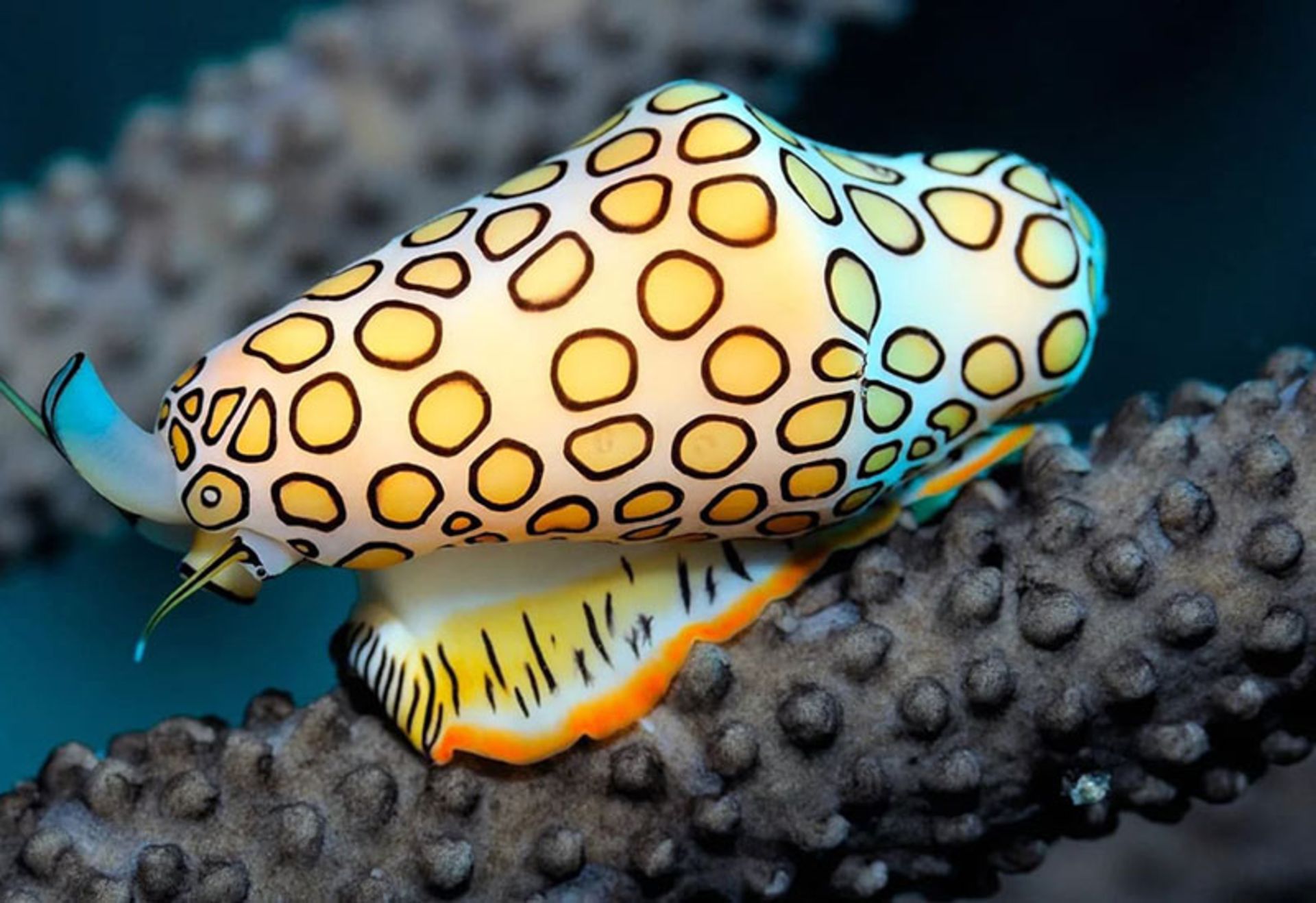 حلزون زبان فلامینگو (Flamingo Tongue Snail)