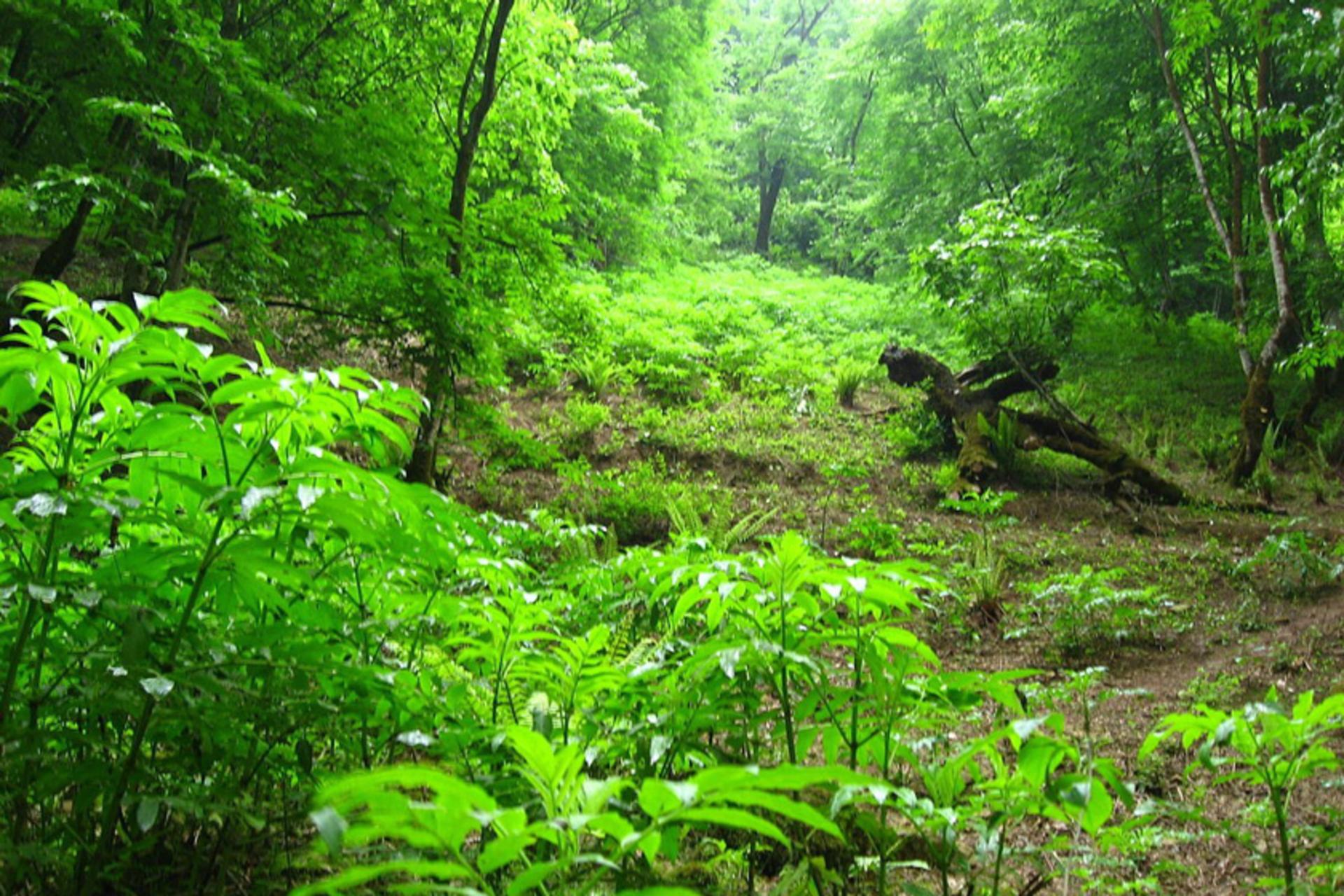 جنگل‌های ایران