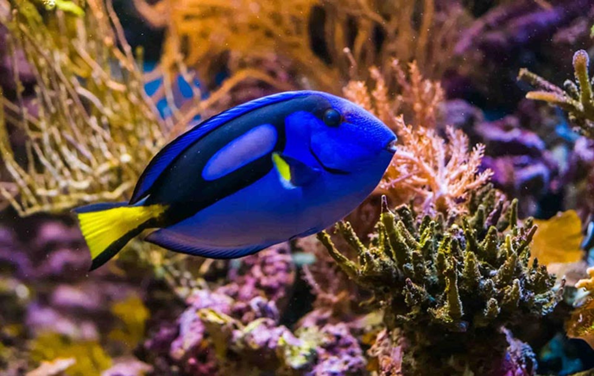 جراح ماهی آبی ( Blue Tang Fish) 
