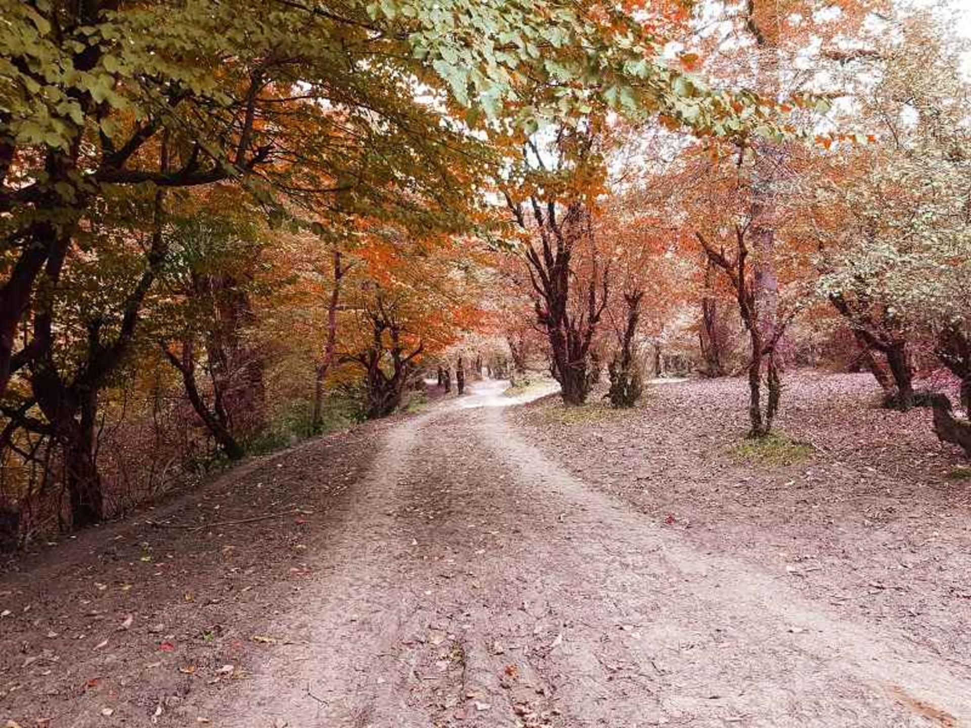 جنگل بلیران 