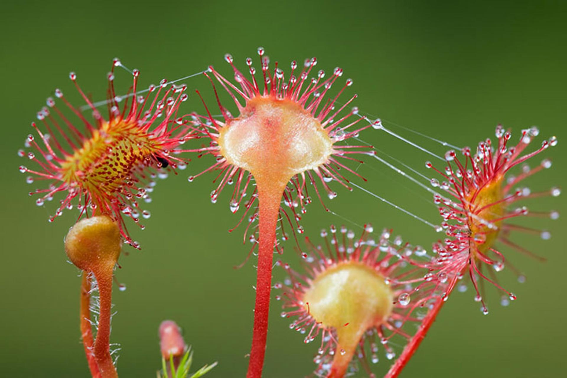 ژاله پوش آفتابی گوشتخوار (sundew drosera species)