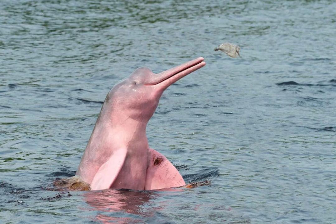 دولفین رودخانه‌ای آمازون (Amazon River Dolphin)