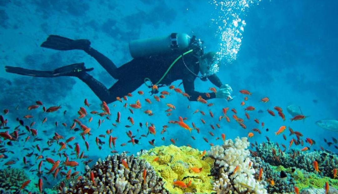 غواصی در عمق آب های ساحلی قشم