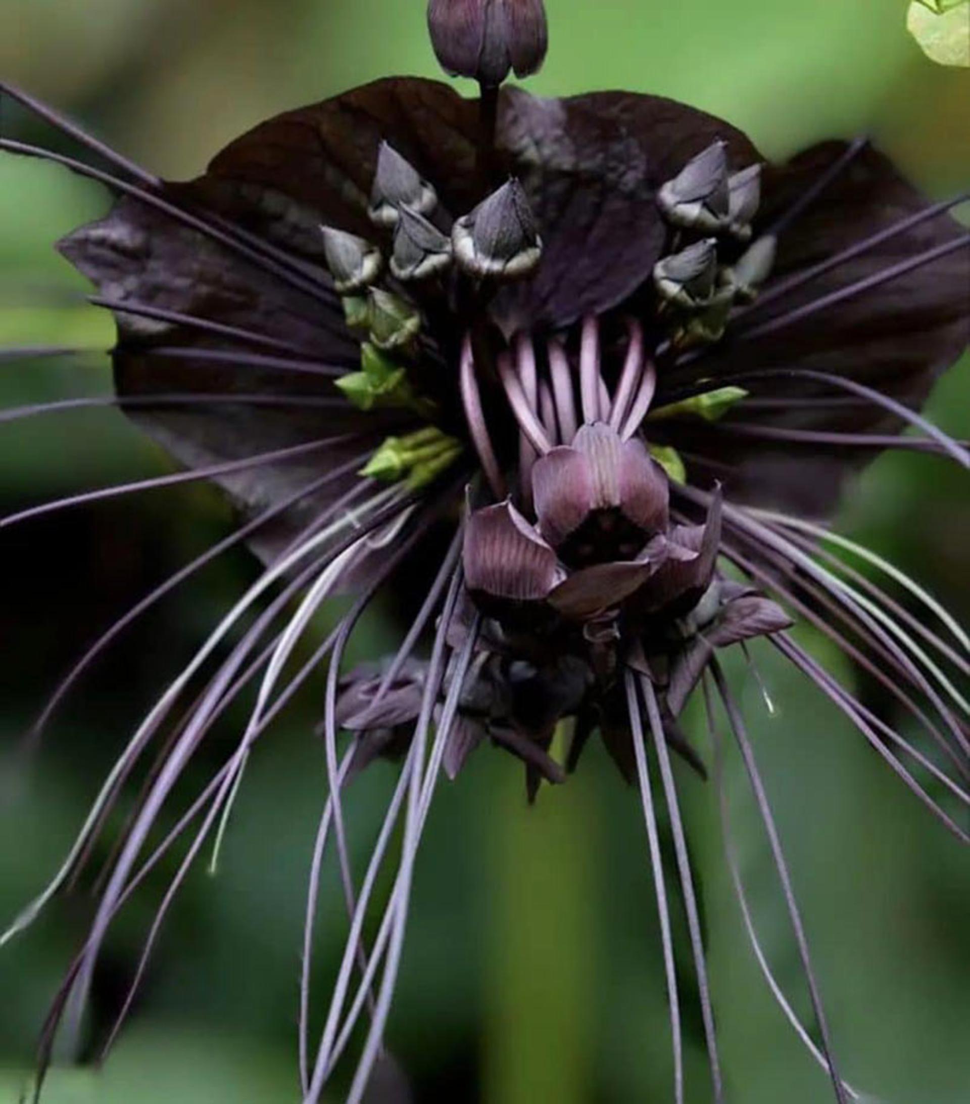 گل خفاش سیاه Black Bat Flower (Tacca Chantrieri)