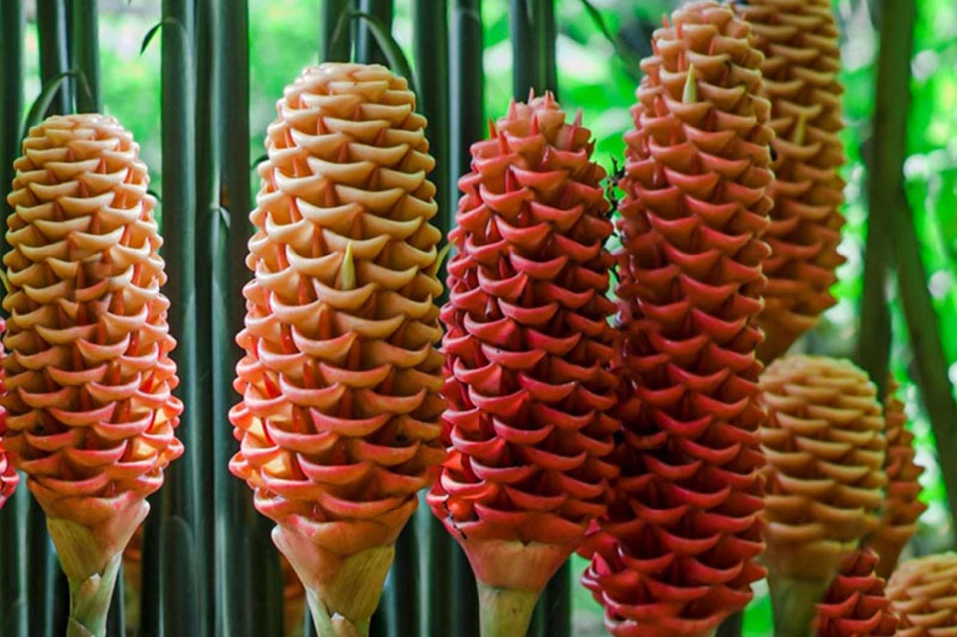 زنجبیل کندویی Beehive-Ginger-(Zingiber-spectabile)
