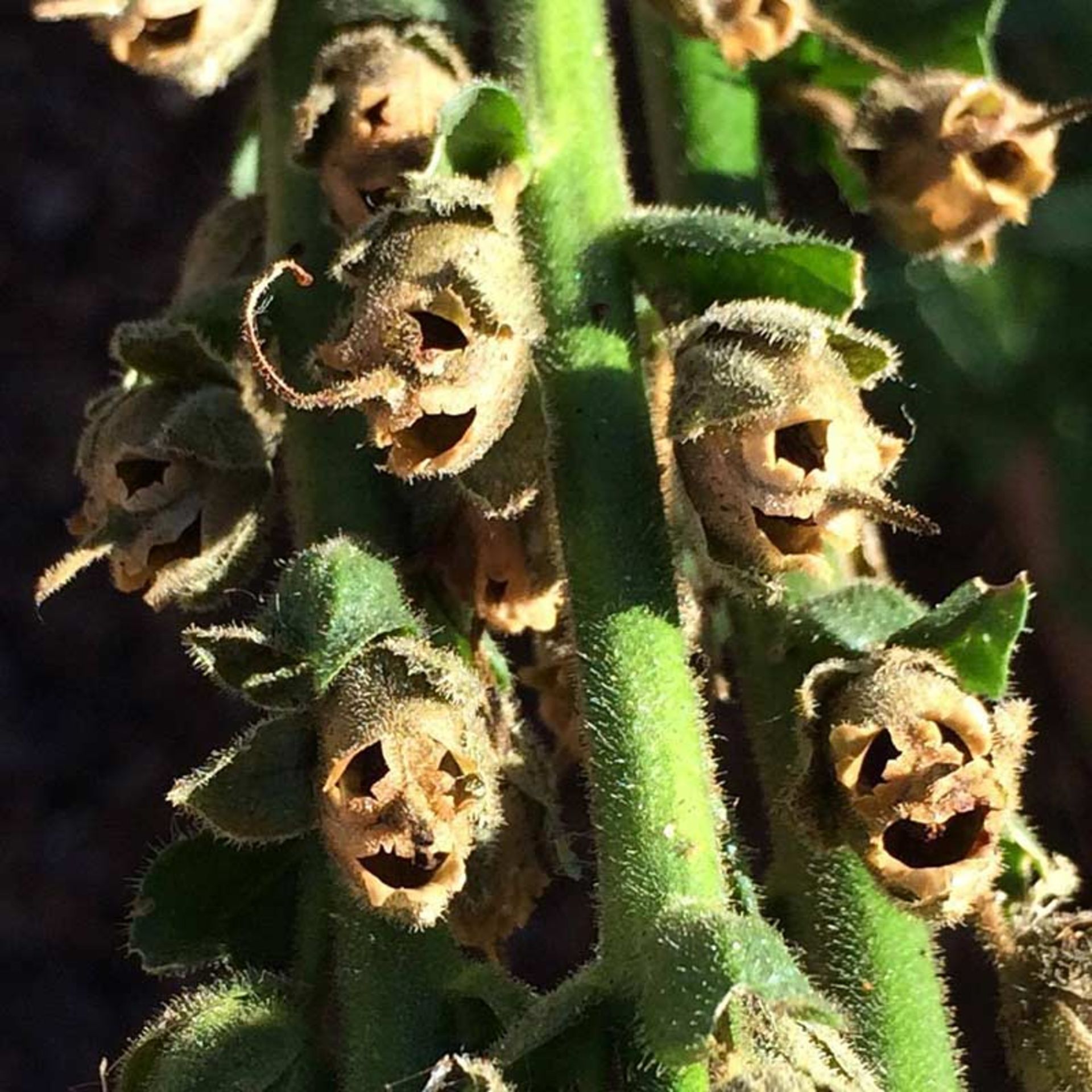 گل جمجمه یا غلاف بذر گل میمونی Snap-Dragon-Seed-Pod-(Antirrhinum-majus)