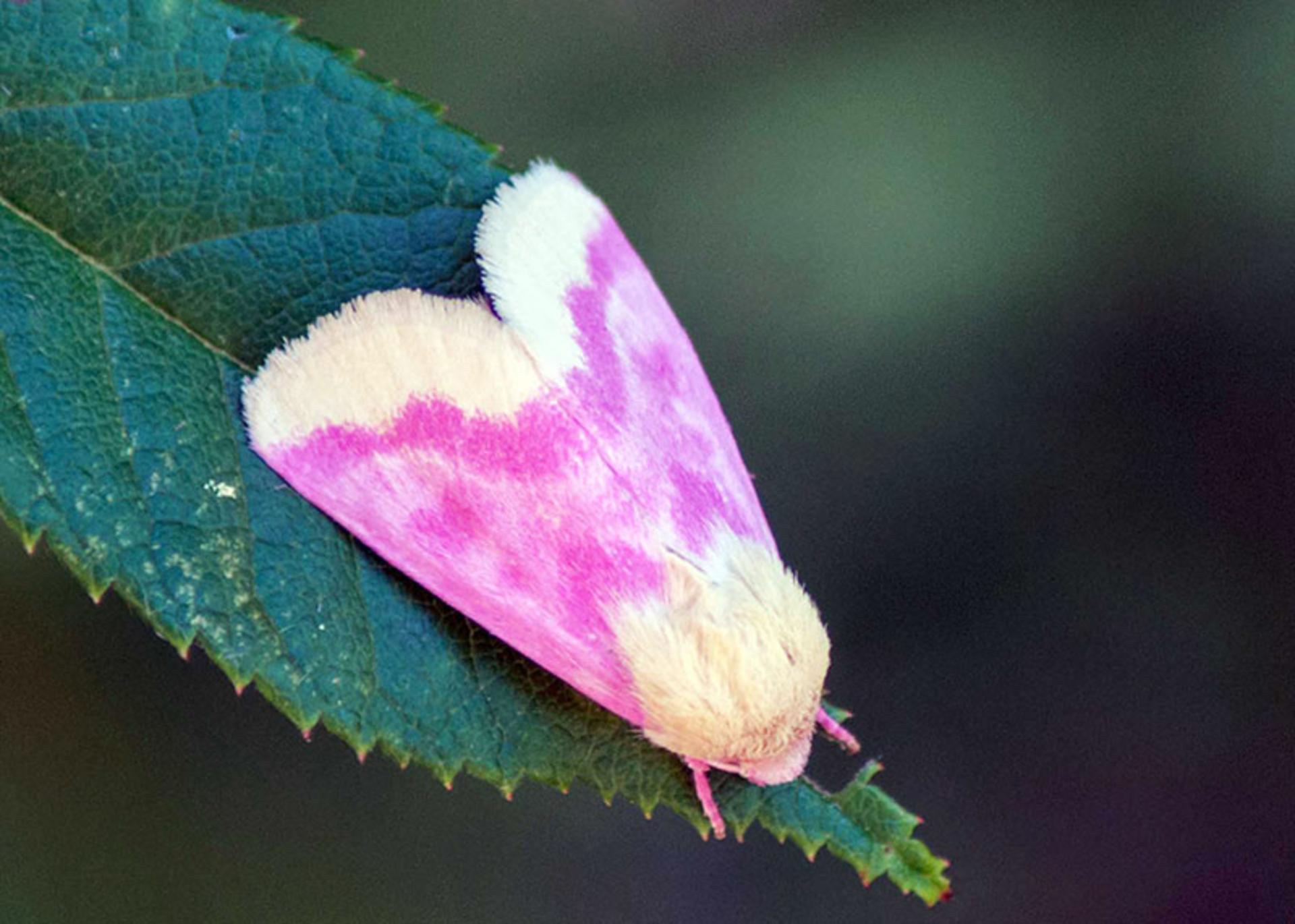 شب‌پره پامچال (Primrose-Moth)