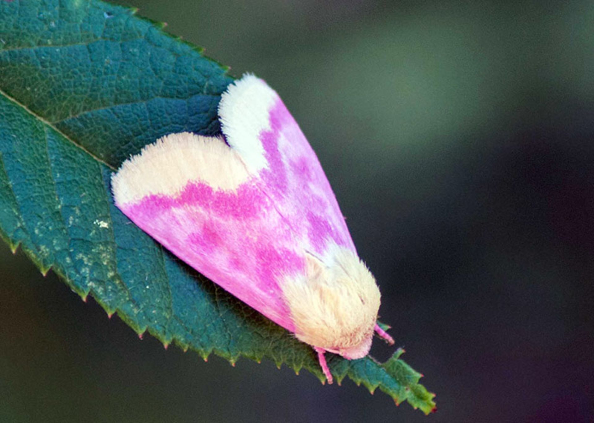 شب‌پره پامچال (Primrose-Moth)