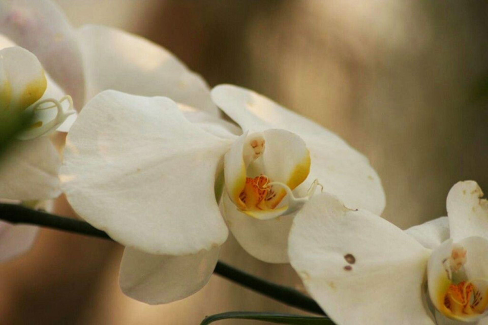 ارکیده ماه با چهره مریم باکره Virgin-Mary-in-Moon-Orchid-(Phalaenopsis-amabilis)