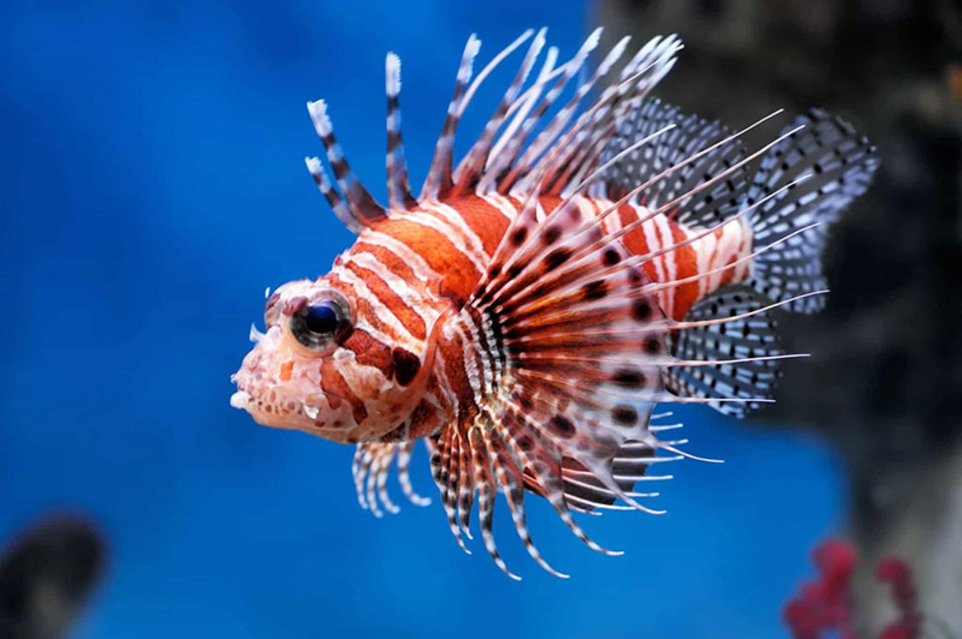 شیرماهی (lionfish) 