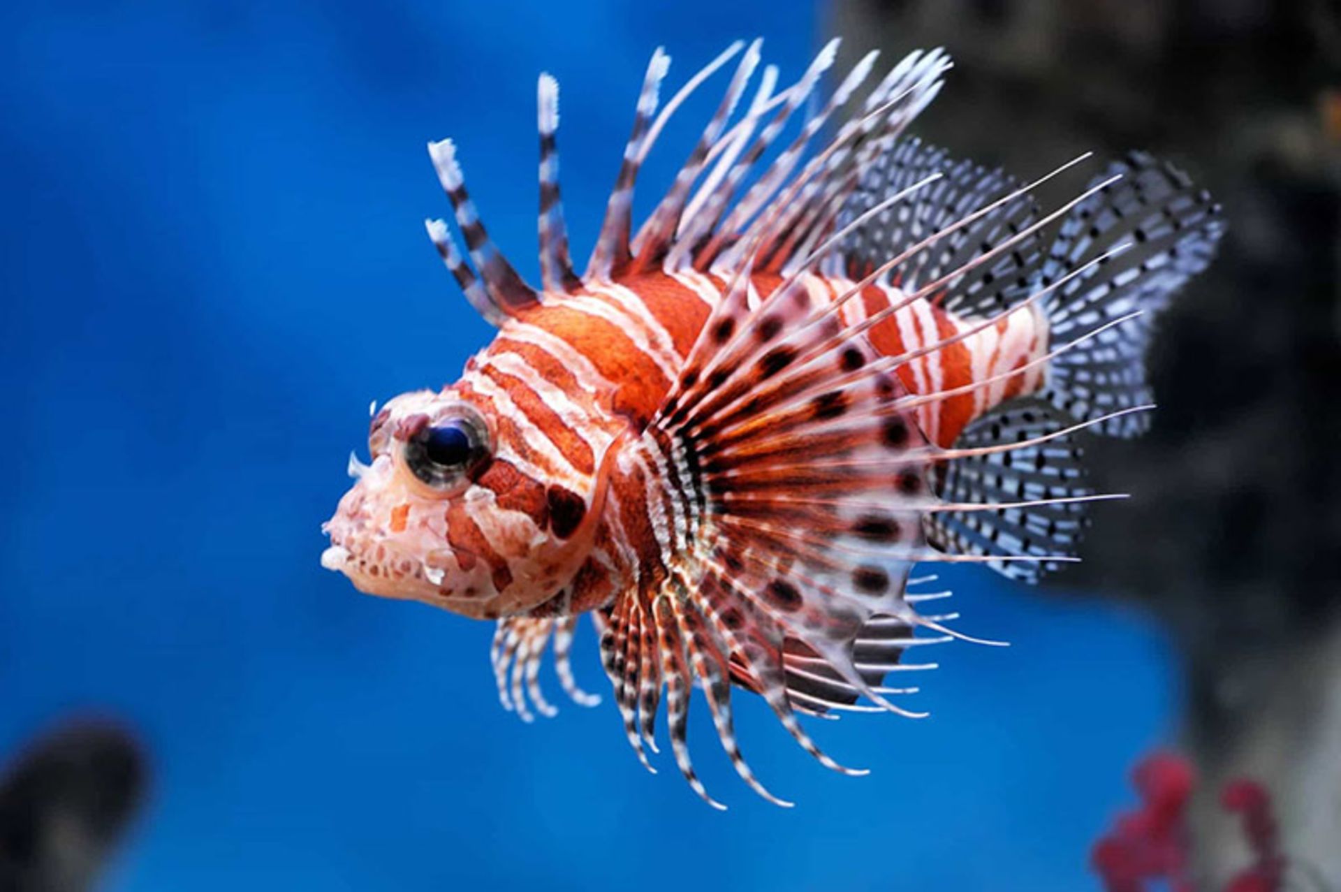 شیرماهی (lionfish) 