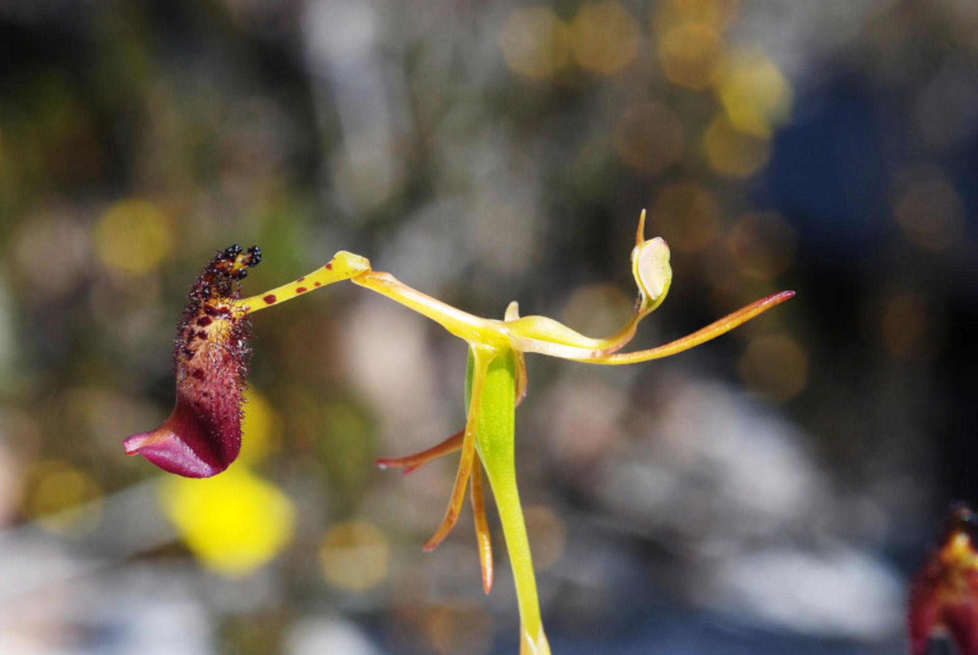 ارکیده چکشی Hammer Orchid (Drakaea glyptodon)