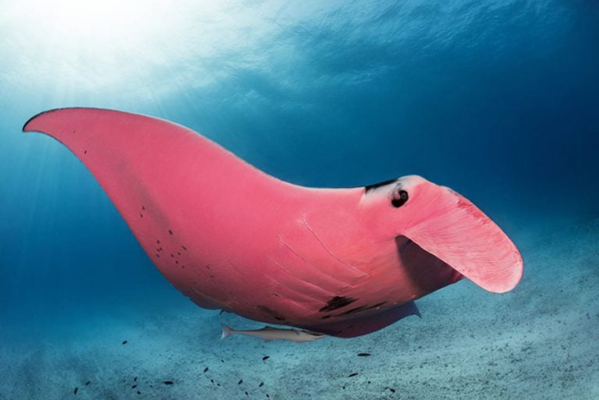 سفره ماهی صورتی (Pink Manta Ray)