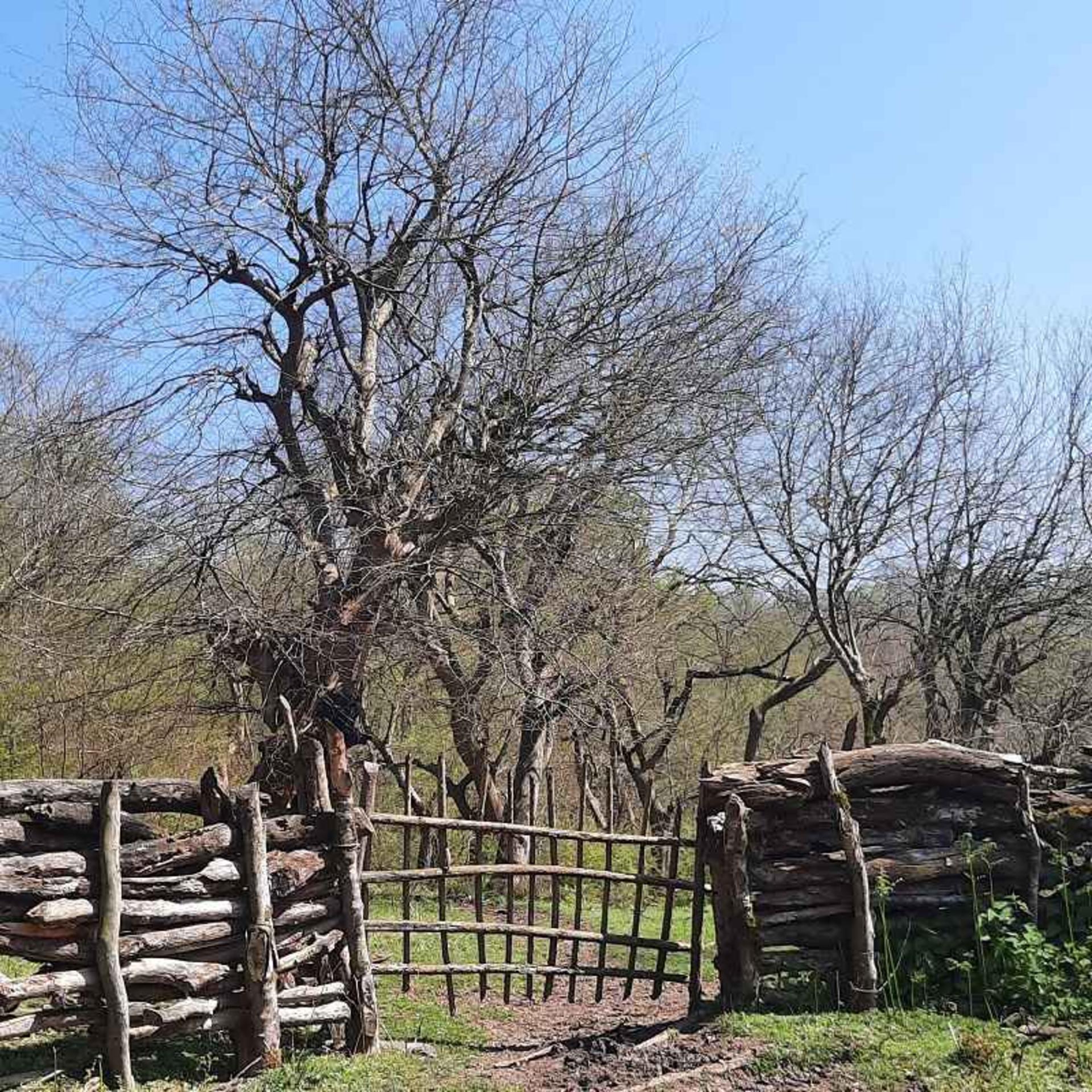 جنگل بلیران 