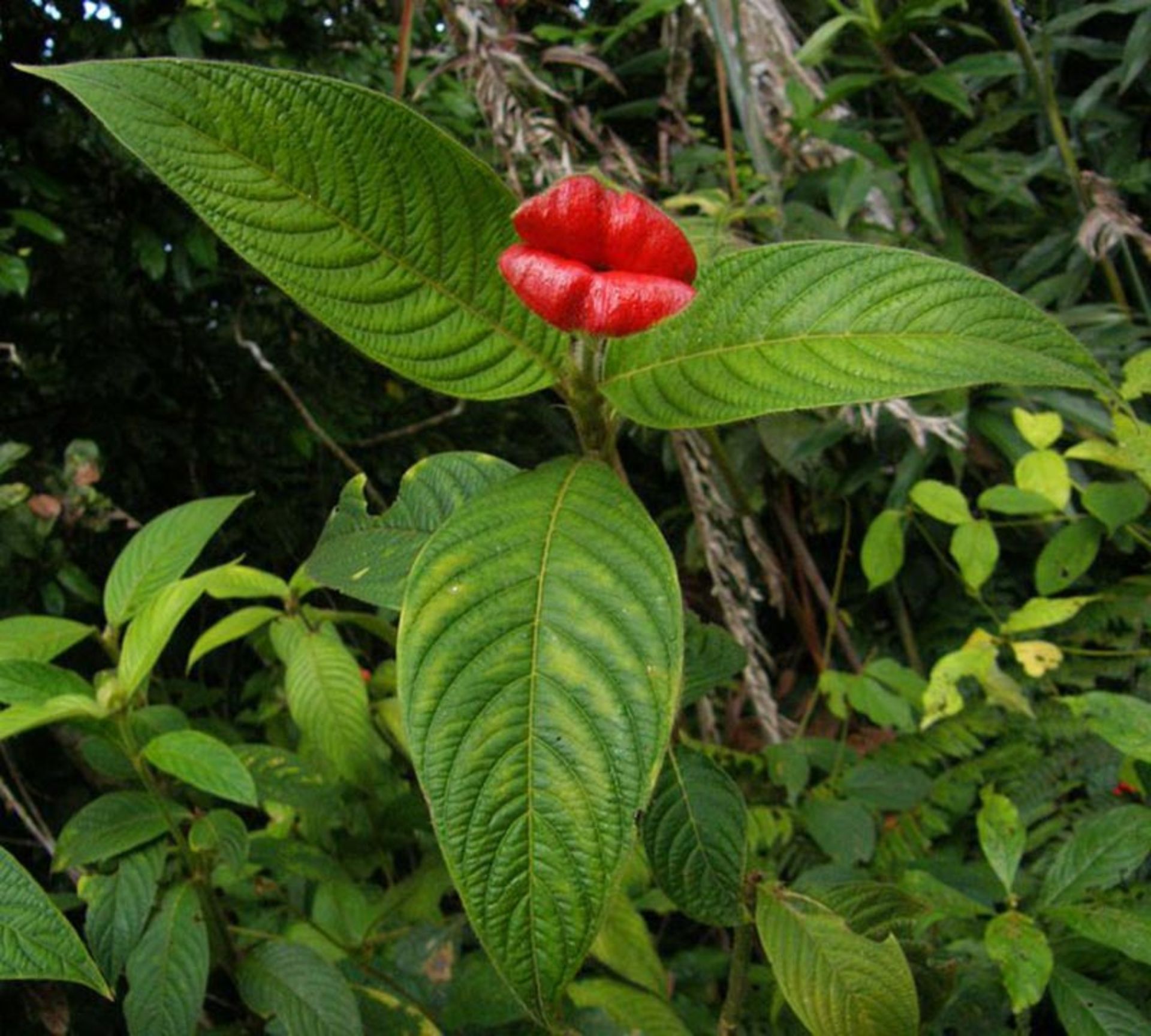 گل بوسه Hooker’s Lips (Psychotria Elata)