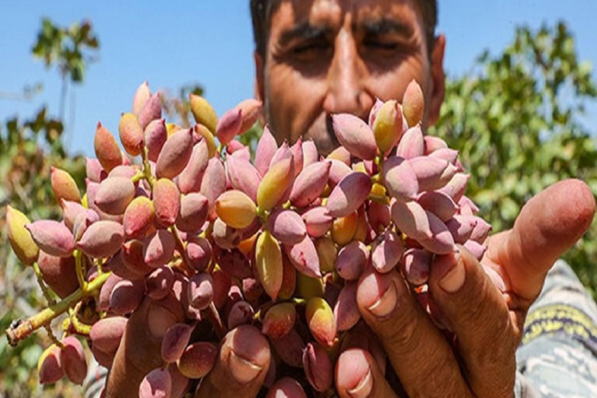 جشنواره پسته رفسنجان