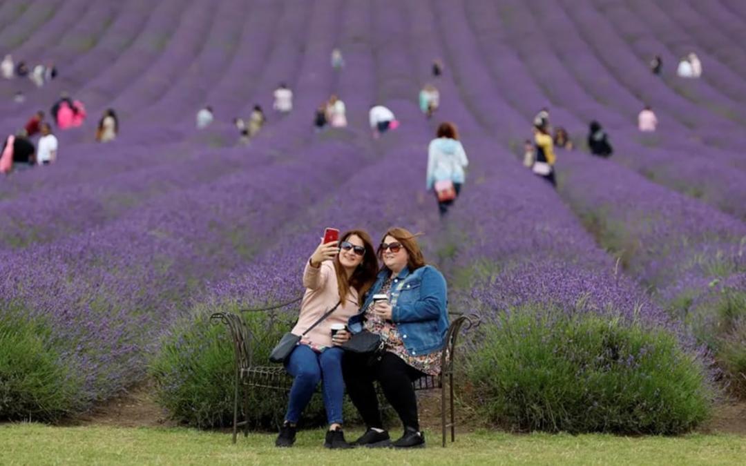 گردشگران در مزرعه گل‌های بنفش در انگلیس
