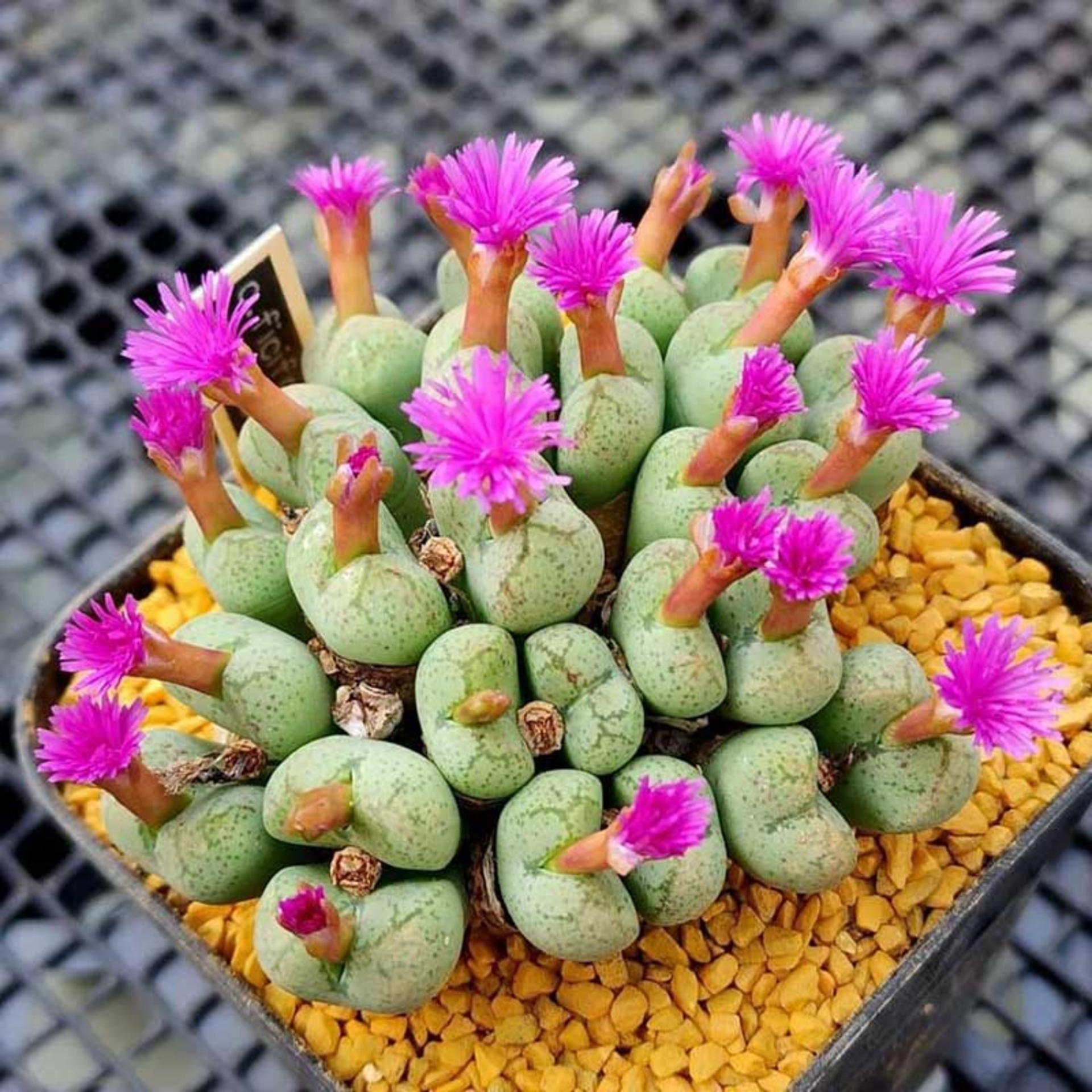 گیاه سنگی Living Stones (Lithops)