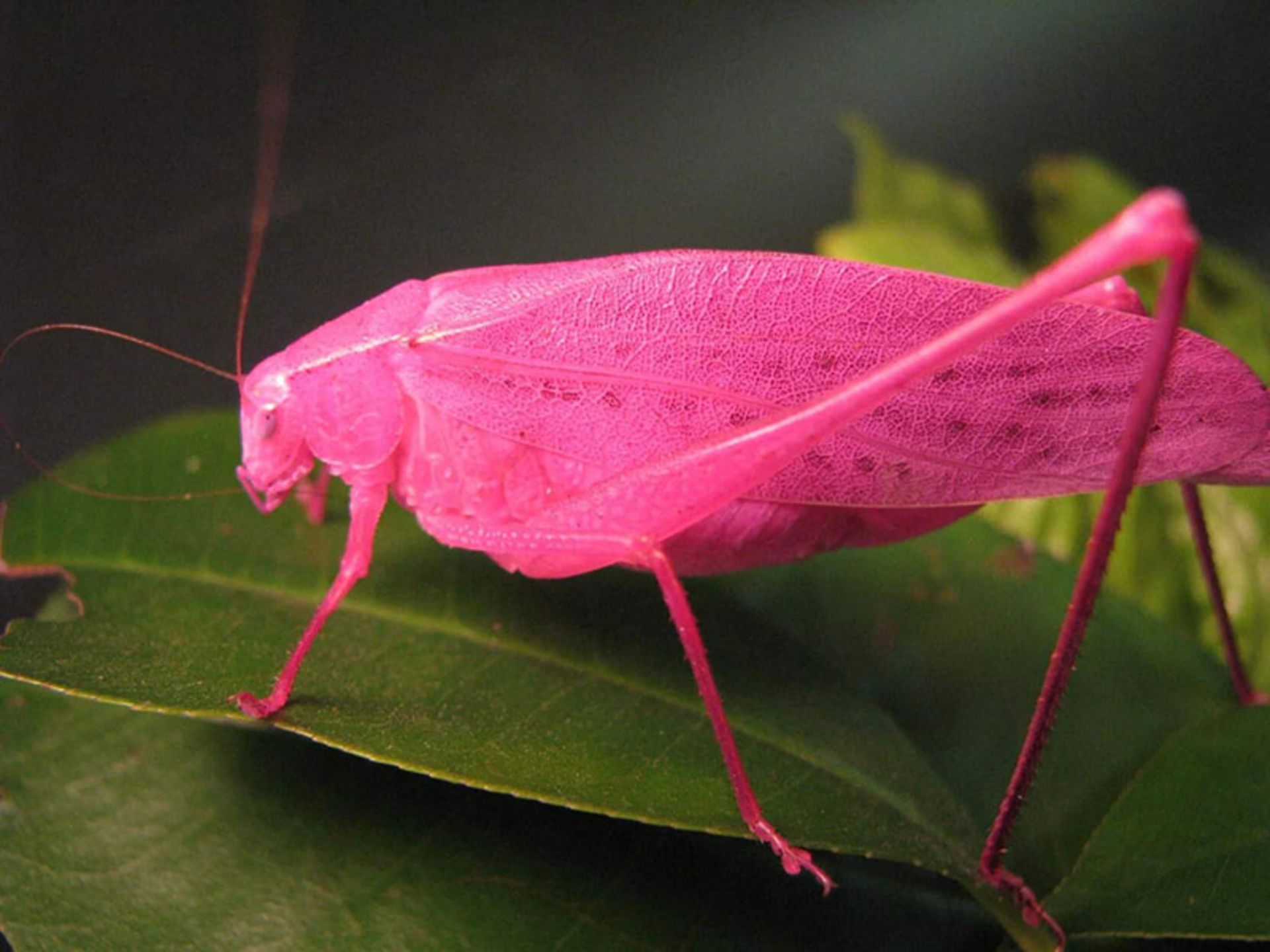 جیرجیرک صورتی (pink katydid) 